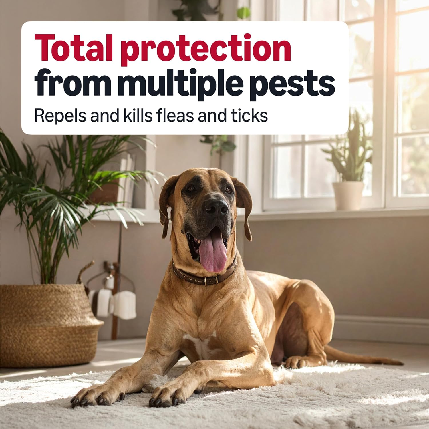 Detalle de Amazon Basics Flea and Tick Treatment X-Large 3-count