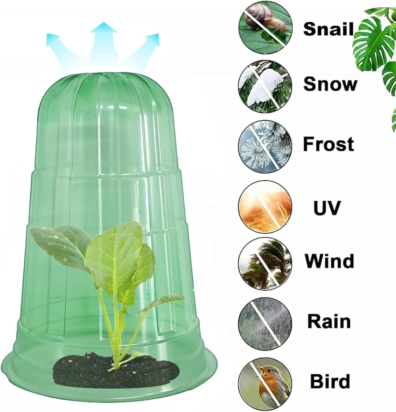 Thumbnail 2 de Emyimom Pflanzenhut (Pflanzhütchen) für Salatpflanzen – Schutz vor Vögeln, Schnecken und Wetter, 10er-Set