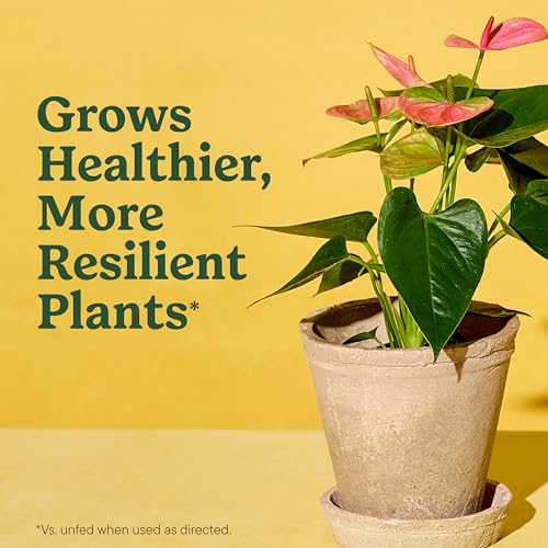 Detalle 2 de Miracle-Gro Indoor Plant Grow, Feed & Protect Bundle