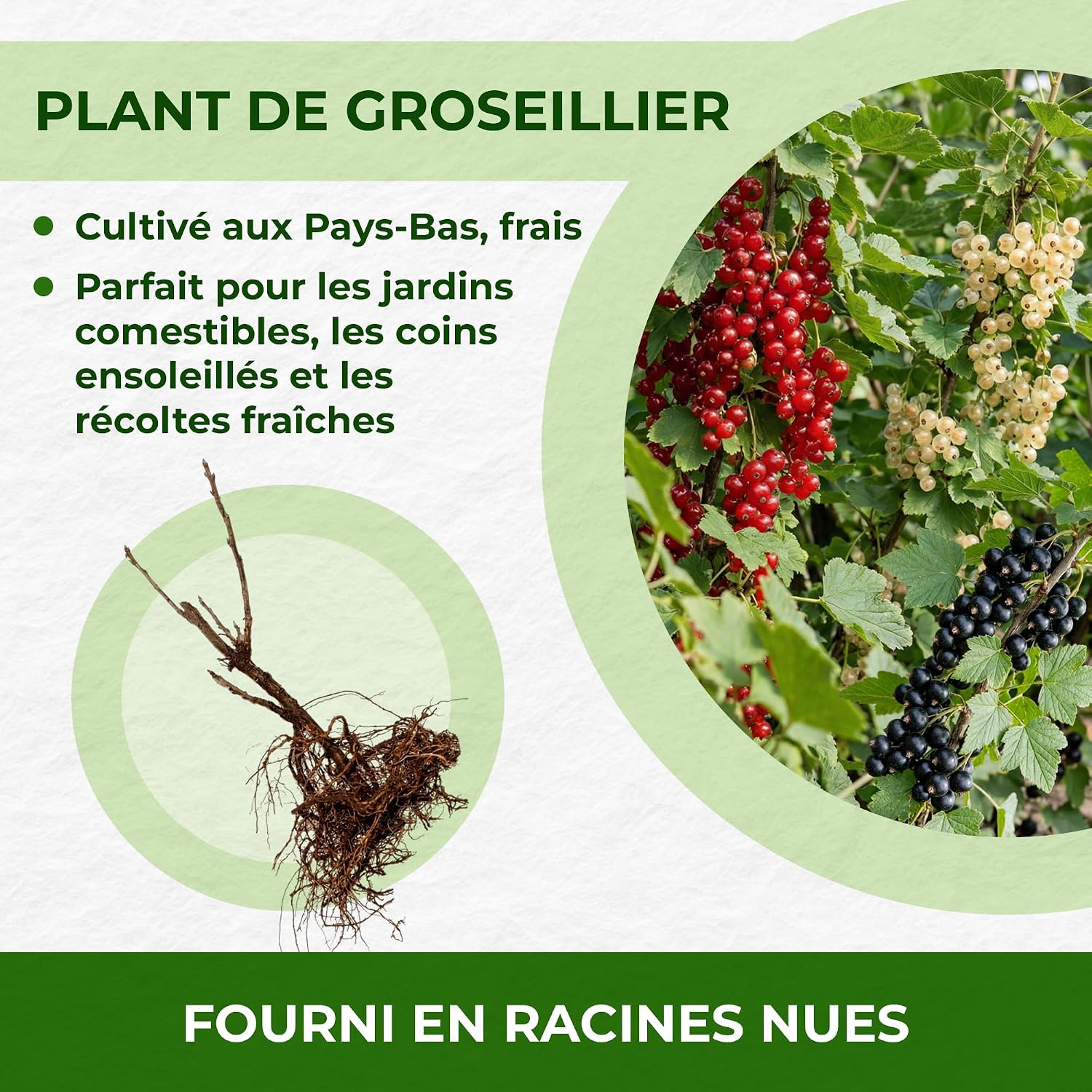 Detalle 1 de DUTCH BULBS Red Currants Collection – 3 rodebessenstruiken met blote wortel