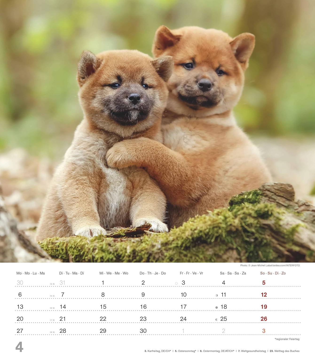 Thumbnail 4 de Alpha Edition Dinky Dogs Hundekinder-Kalender 2026 (Wandkalender 30×34 cm) mit 12 Welpenmotiven