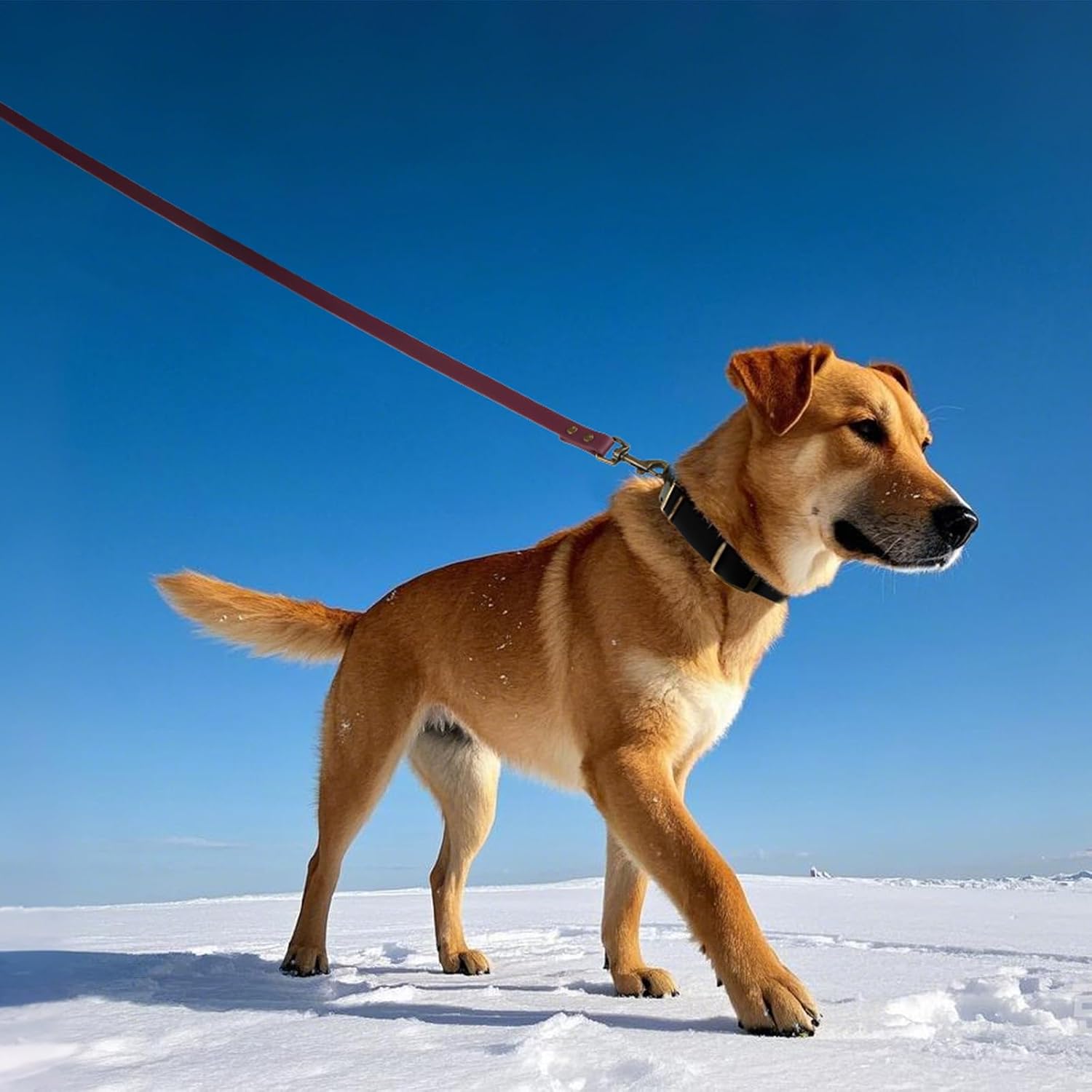 Detalle 1 de Wisedog Rubber Dog Collar 10"-14