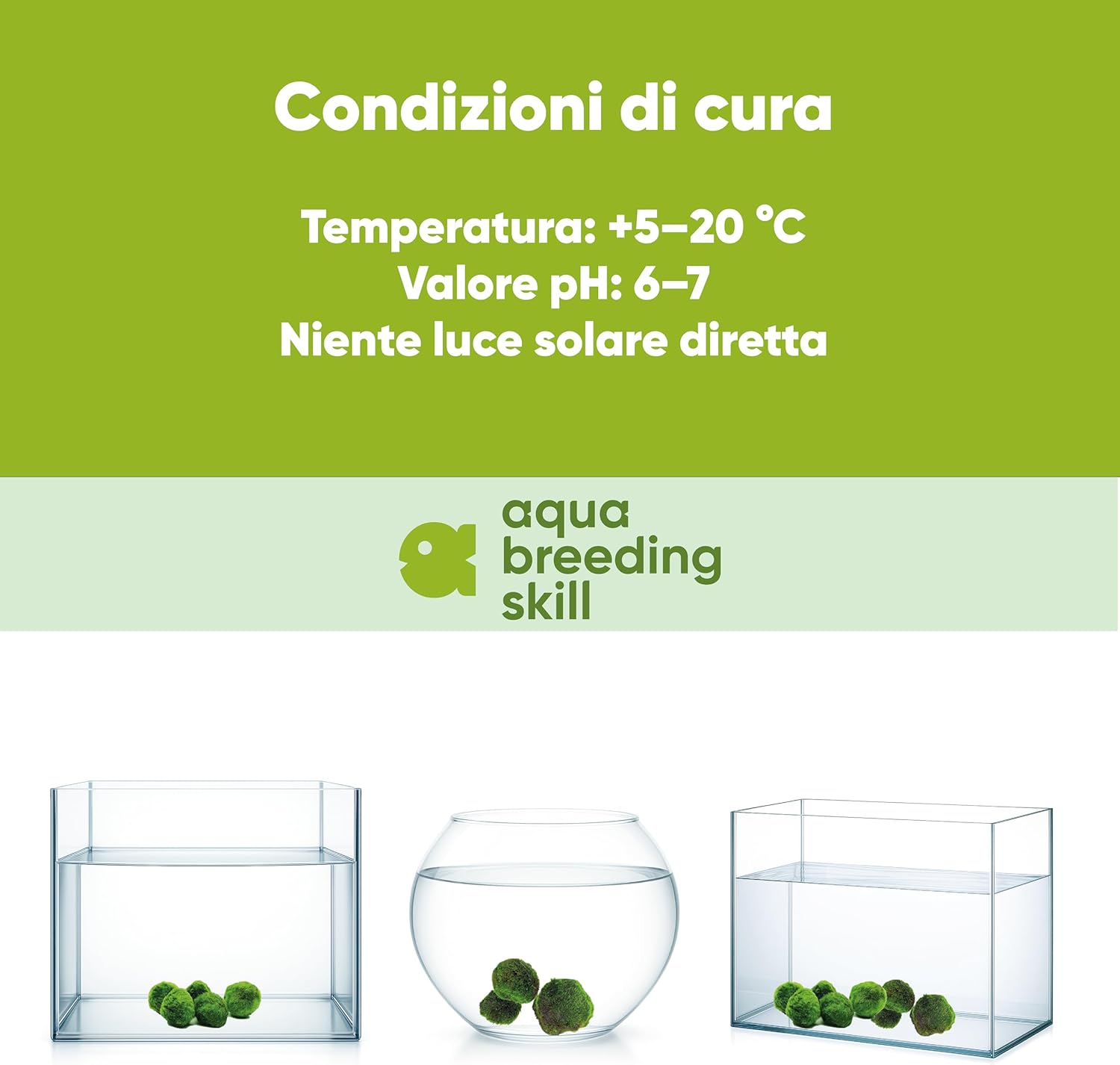 Detalle 2 de AquaBreedingSkill Set di 3 Marimo vivi 4–5 cm: piante vere per acquario dolce
