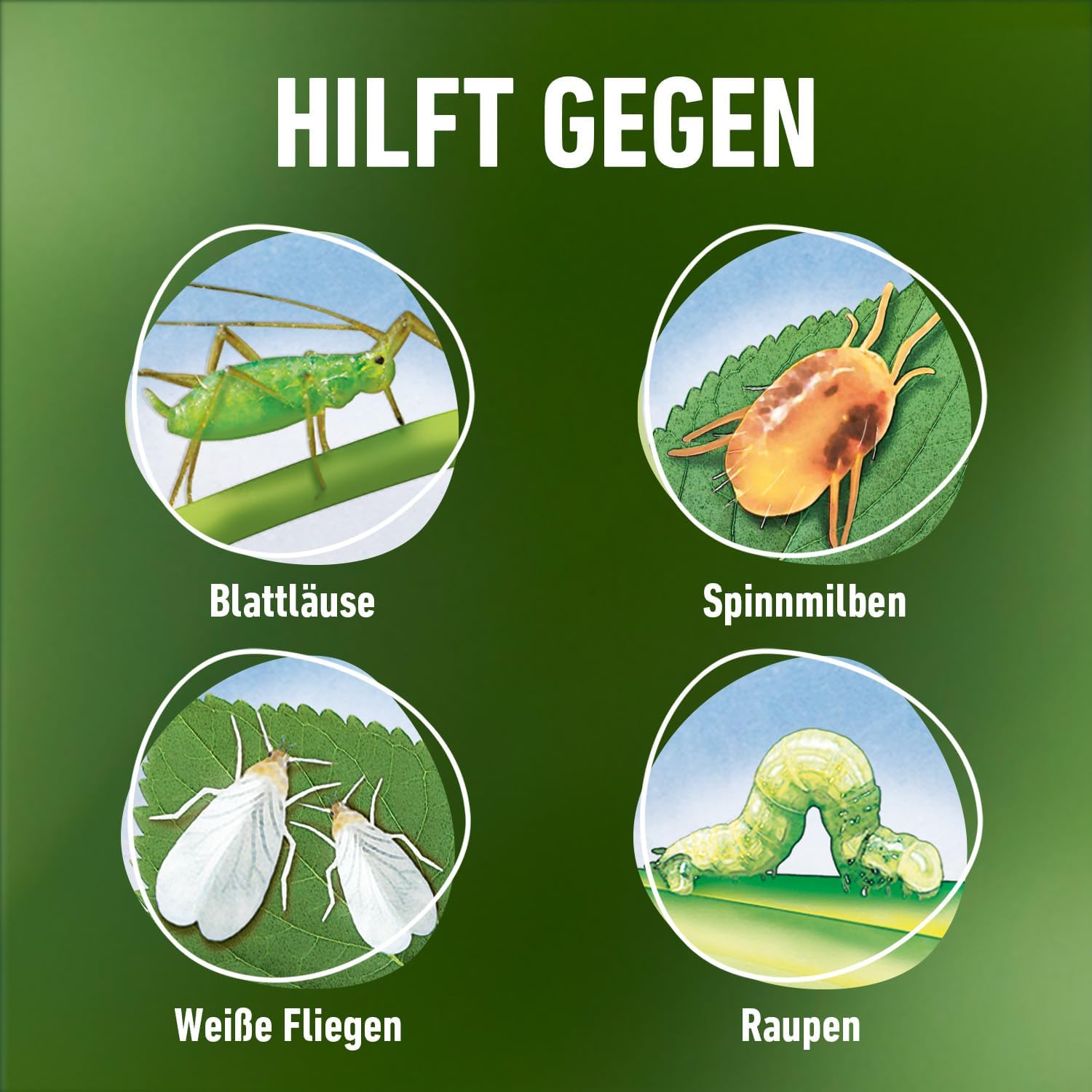 Detalle de COMPO Schädlings-frei plus AF – Sprühinsektizid gegen Blattläuse, Schildläuse, Woll- und Schmierläuse (500 ml)