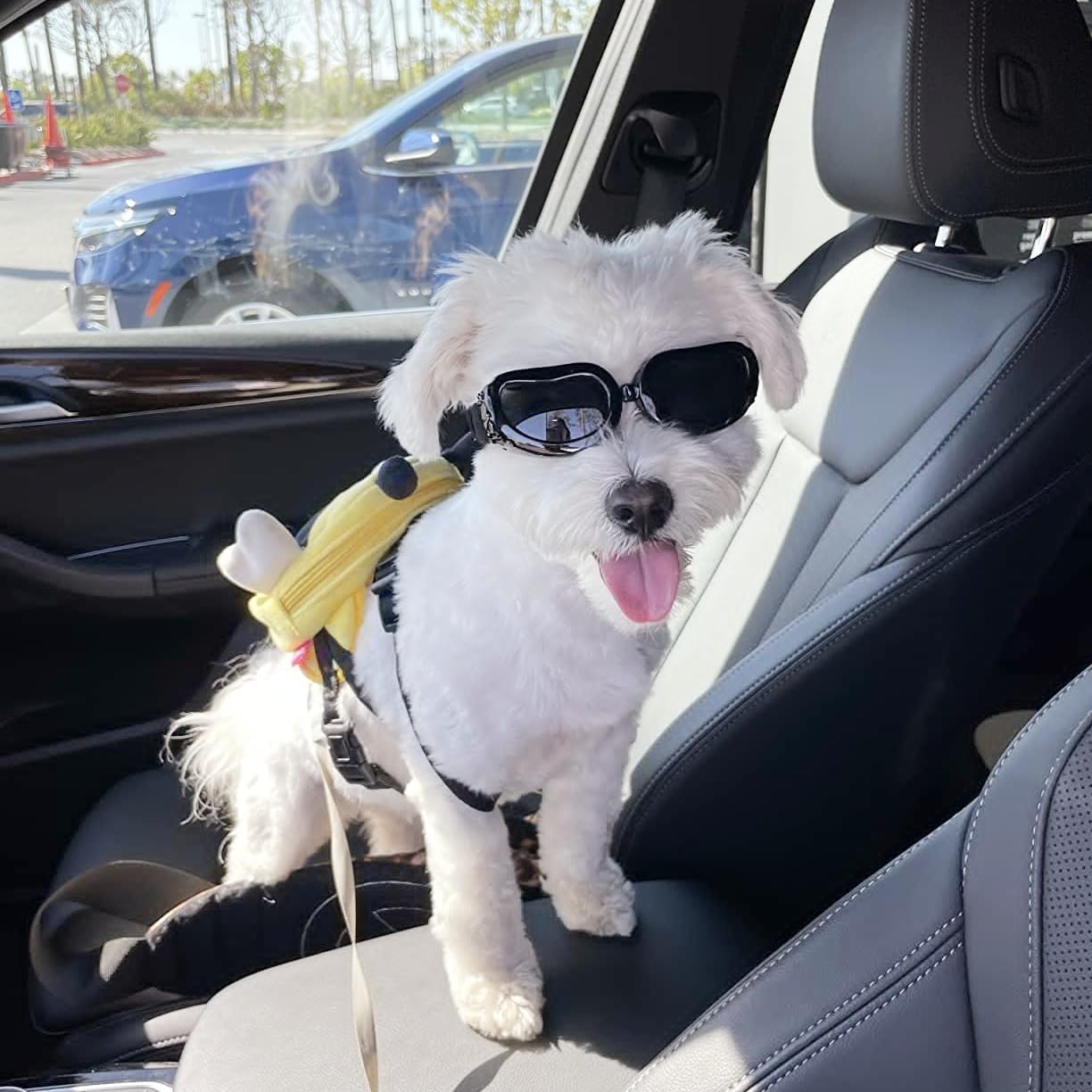 Thumbnail 5 de Enjoying Dog Goggles for Small Dogs – UV Protection Sunglasses with Windproof, Adjustable Straps (Black)