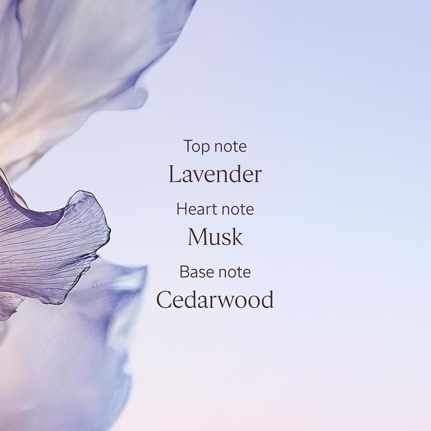 Thumbnail 3 de L'Occitane Hand Cream – Hydrating, light texture with White Lavender scent