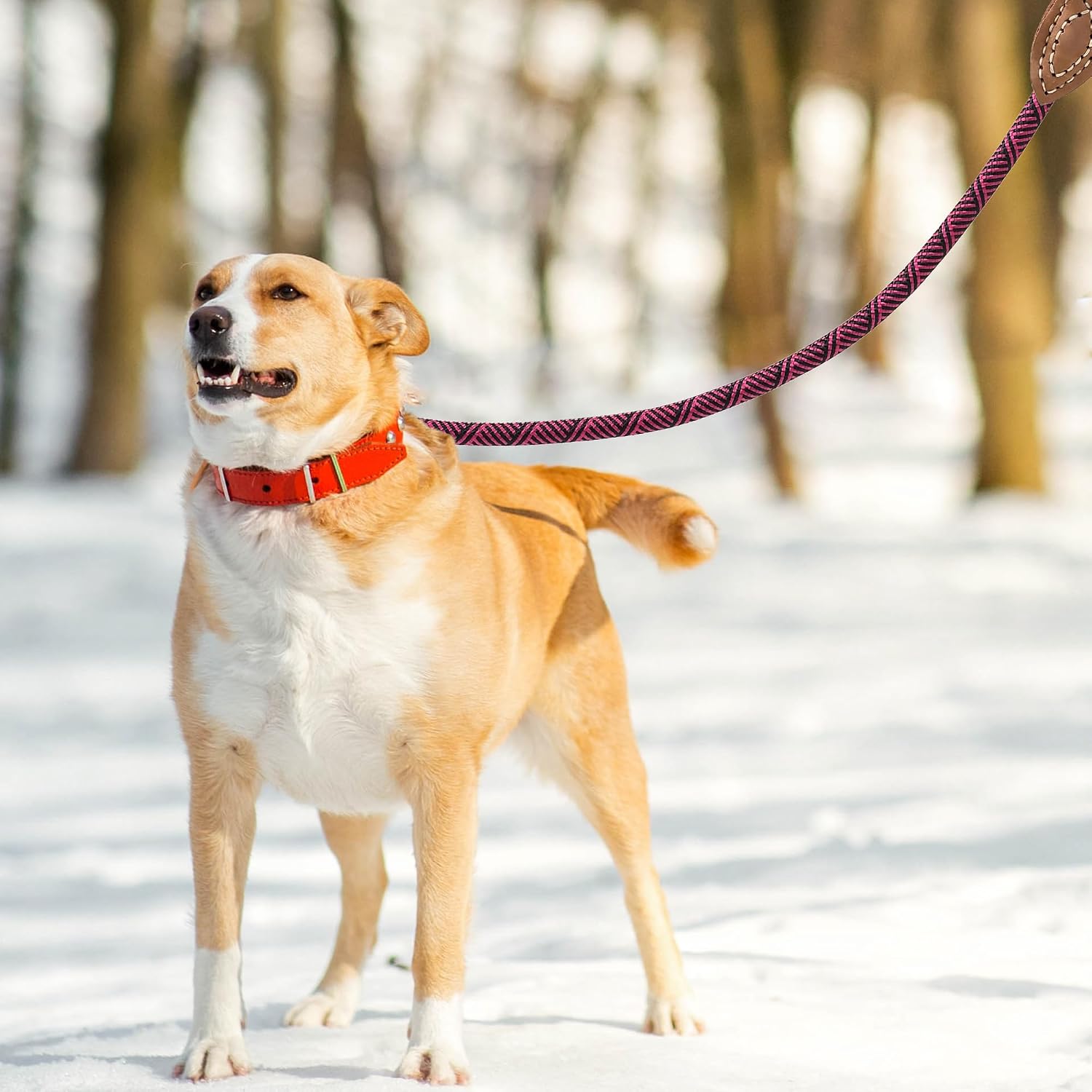 Thumbnail 1 de Mile High Life Rope Leash with Genuine Leather Connection (1/2 inch) – 4 ft / 5 ft / 6 ft heavy duty rope lead for medium & large dogs