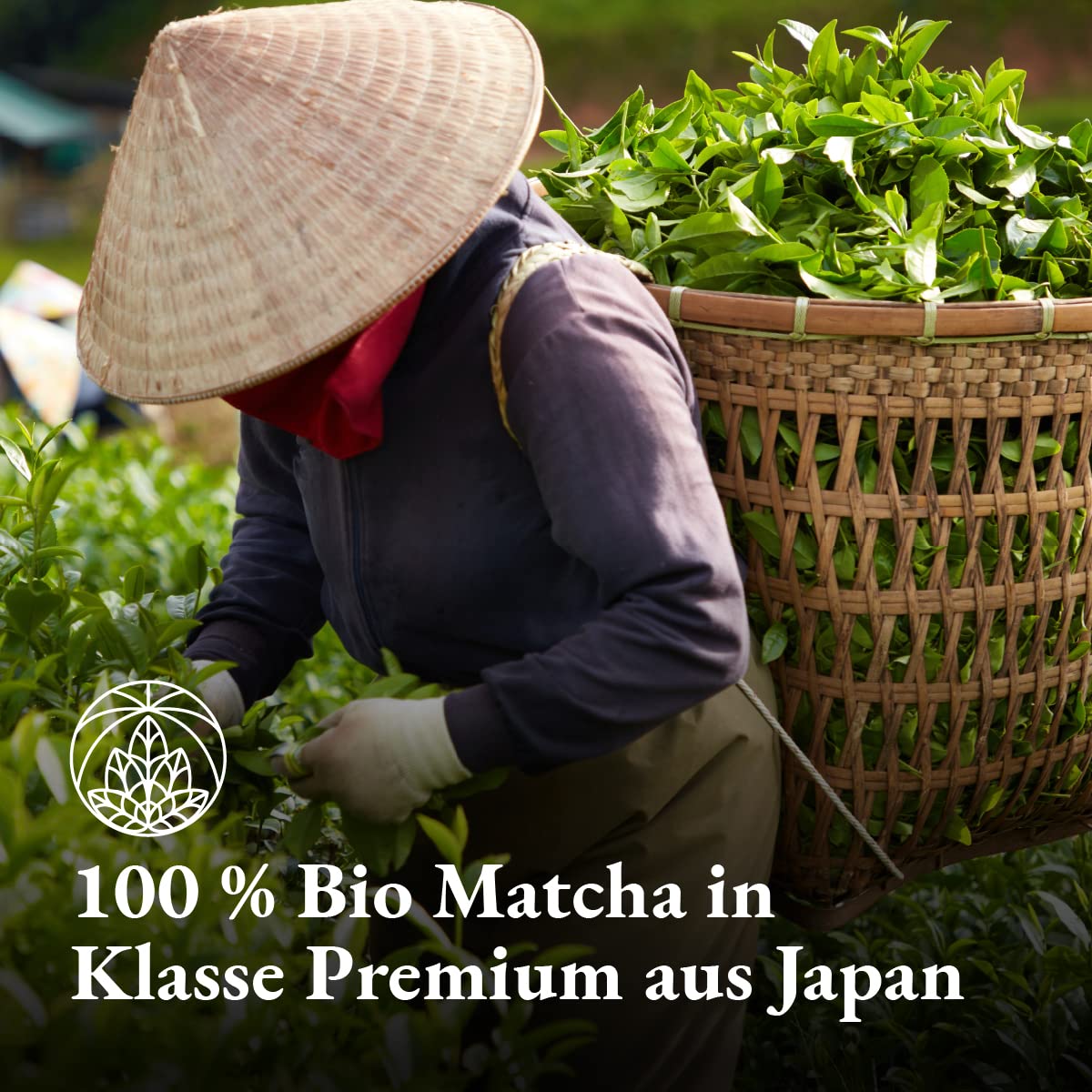 Thumbnail 4 de Bio Matcha Pulver Monte Nativo 100g 🍵