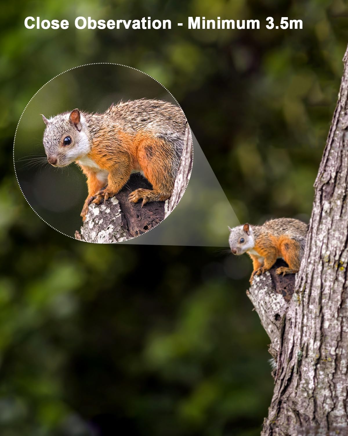 Thumbnail 6 de Usogood 10X42 Monocular for bird watching
