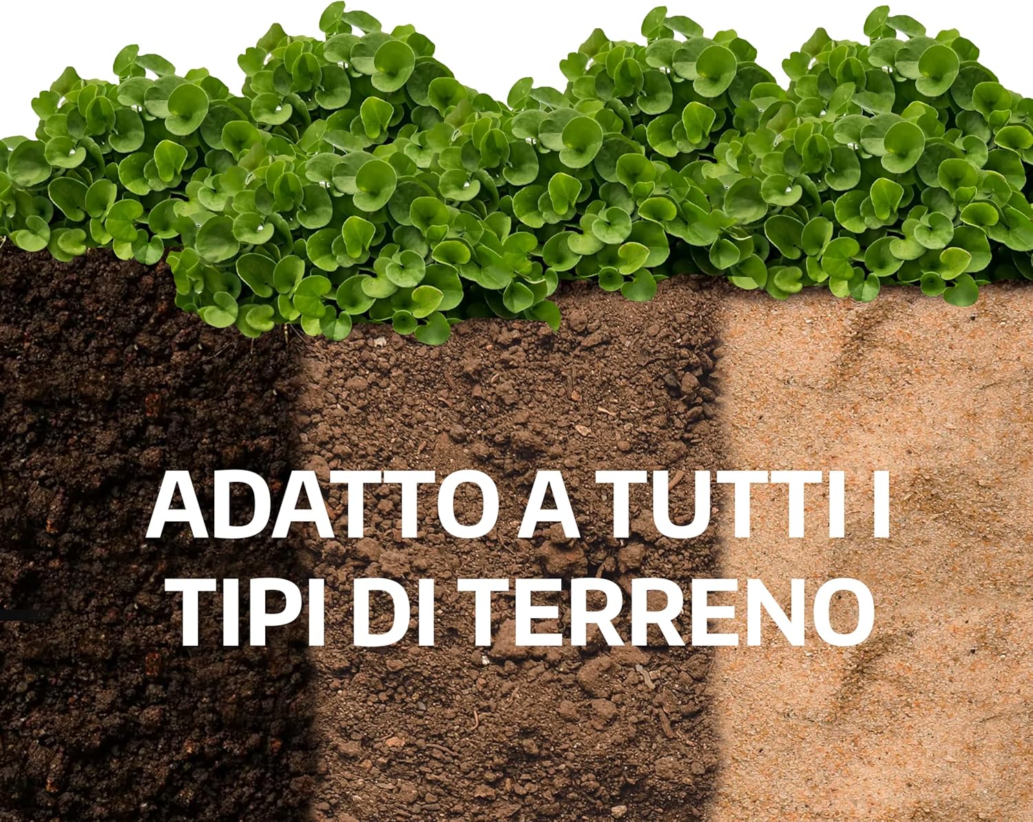 Thumbnail 6 de LERAVA Dicondra semi (20m²) - Non richiede taglio, resiste alla siccità