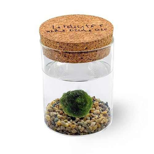 Detalle de KAKI La Felicità è Nelle Piccole Cose Marimo Singolo in Vaso di Vetro con Tappo in Sughero – Artigianale, Made in Italy