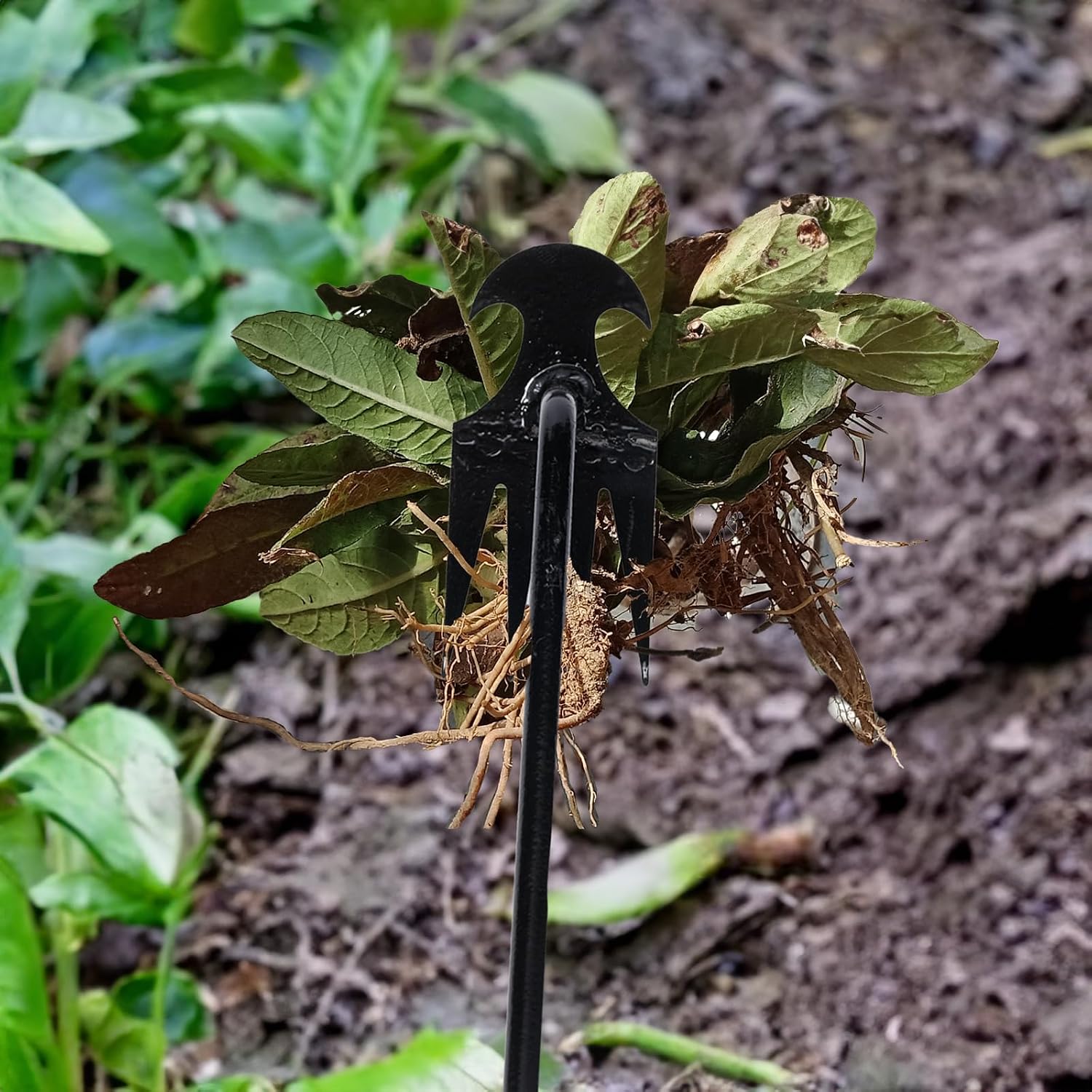 Detalle de Garden weed puller, manganese steel