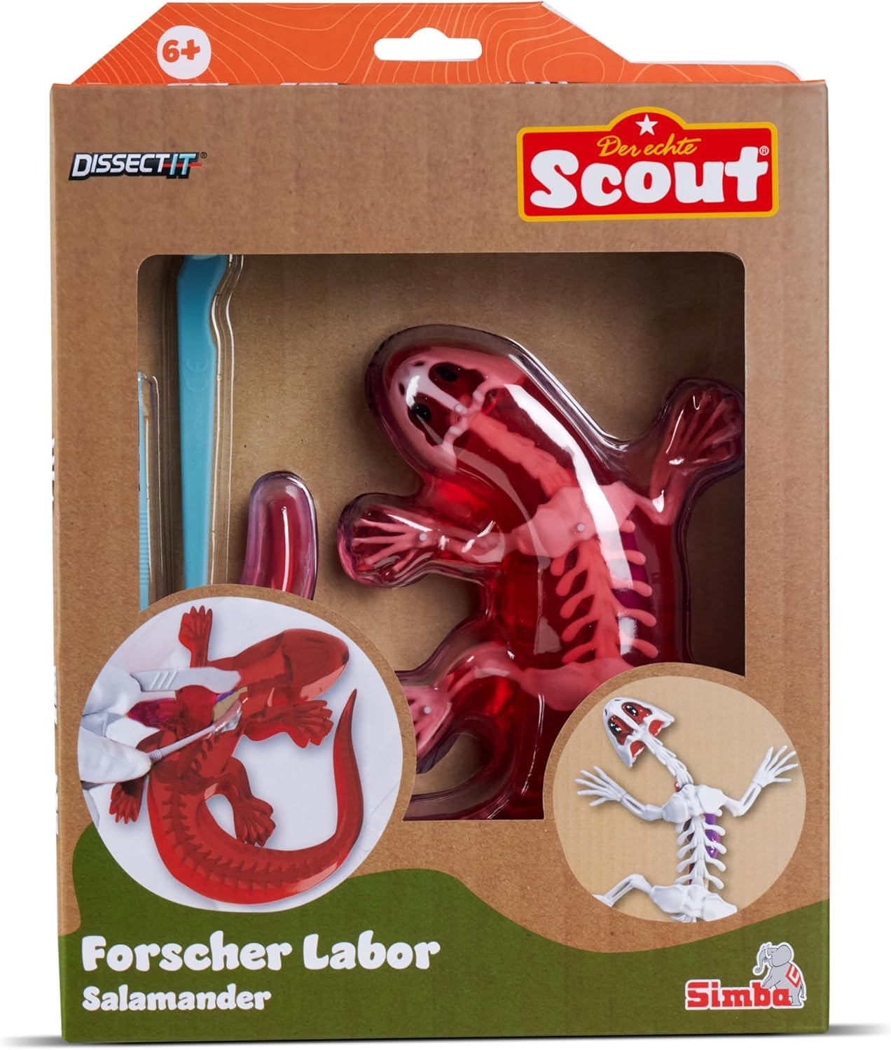 Thumbnail 6 de Scout Dissect-It Salamandre à disséquer 14 cm 🐸
