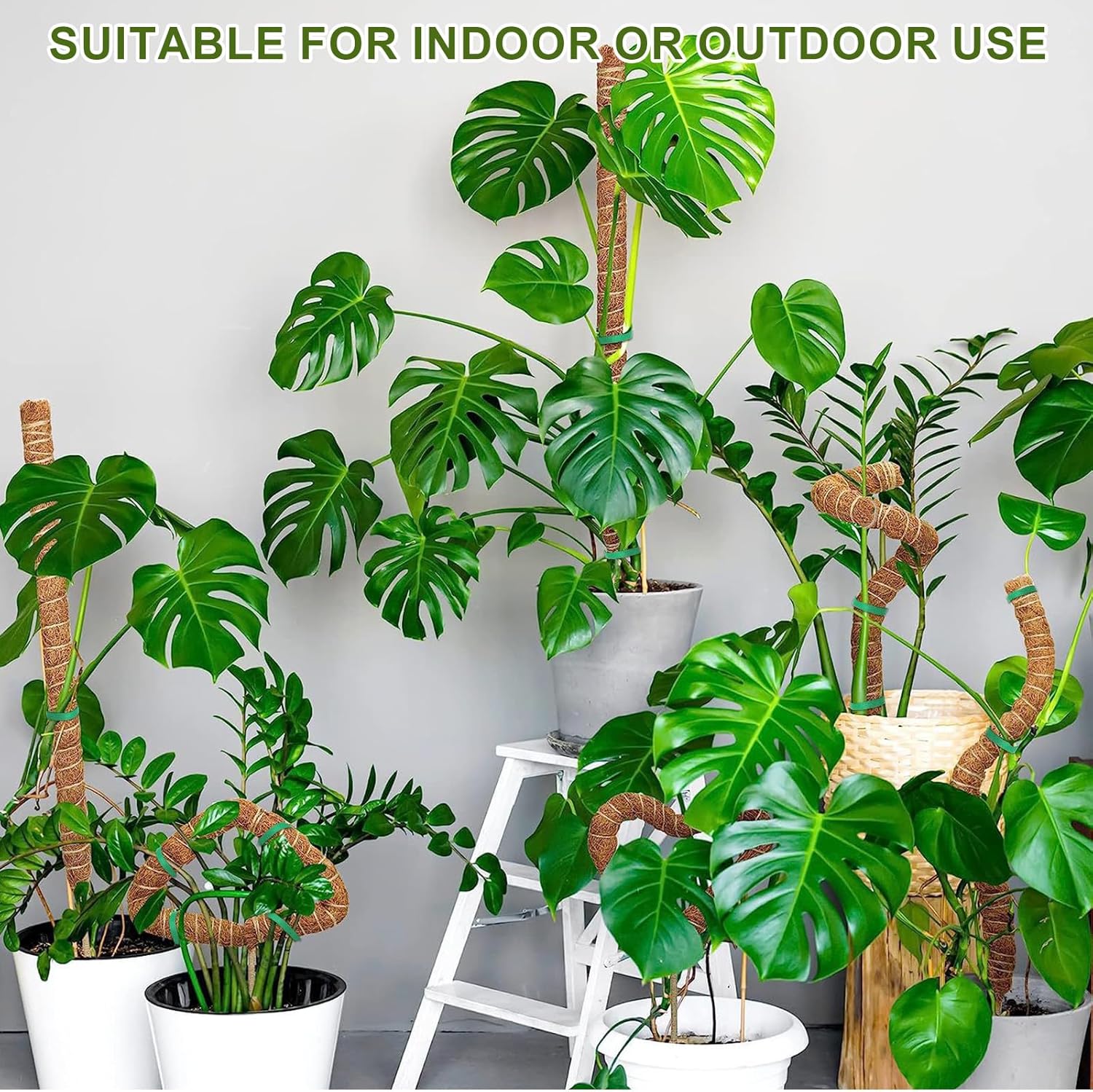 Thumbnail 6 de Joaercs Moss Pole 60 cm plant support for climbers