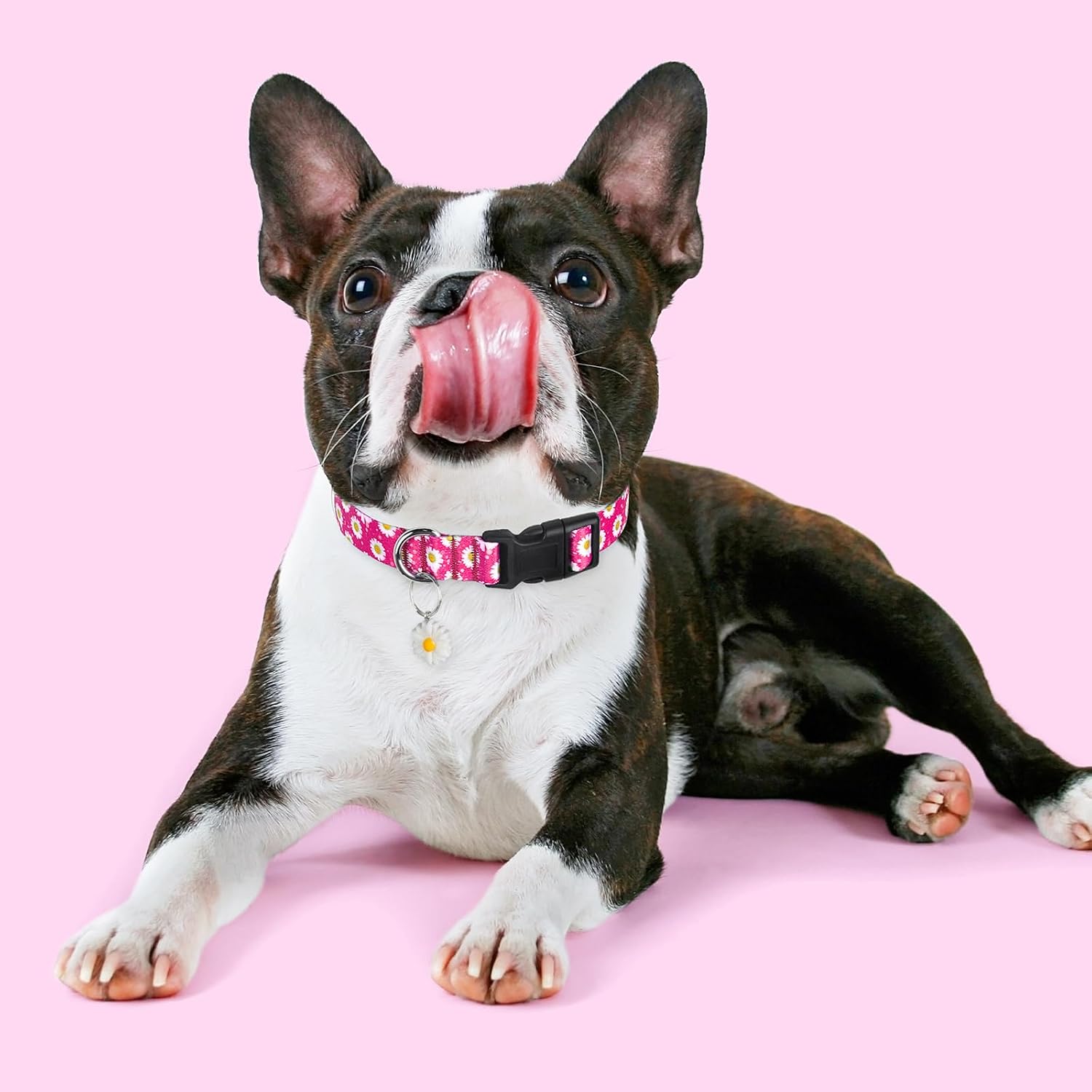 Detalle de BiPawTi Dog Collar, XL