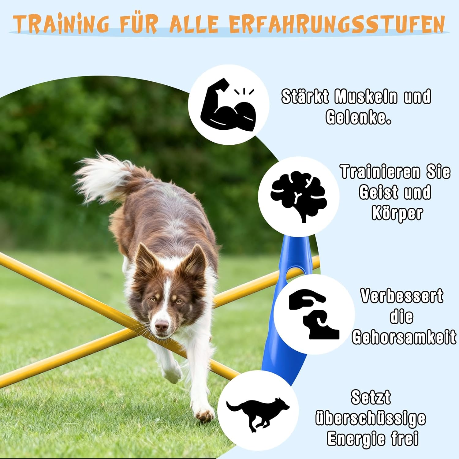 Detalle de Zazafolora Agility Set Hunde Groß: Cavaletti & Hindernisse für Hundetraining – 32 cm Höhe, 8 Stangen, 8 Kegel