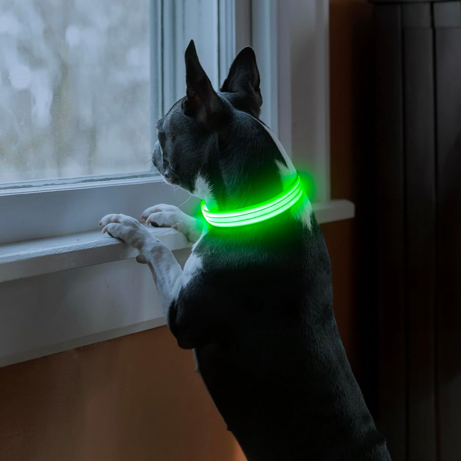 Detalle 2 de PZRLit LED Hundehalsband – Leuchthalsband Hund Verstellbar, Reflektierendes & Wasserdichtes Hundehalsband, USB Aufladbares Sicherheitshalsband für Kleine Mittel Große Hunde, Halsbänder
PZRLit LED Hundehalsband – Leuchthalsband Hund V…