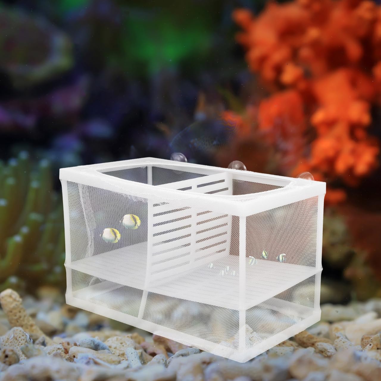 Thumbnail 4 de iplusmile Fish Breeding Tank with Partition Mesh and Suction Cups