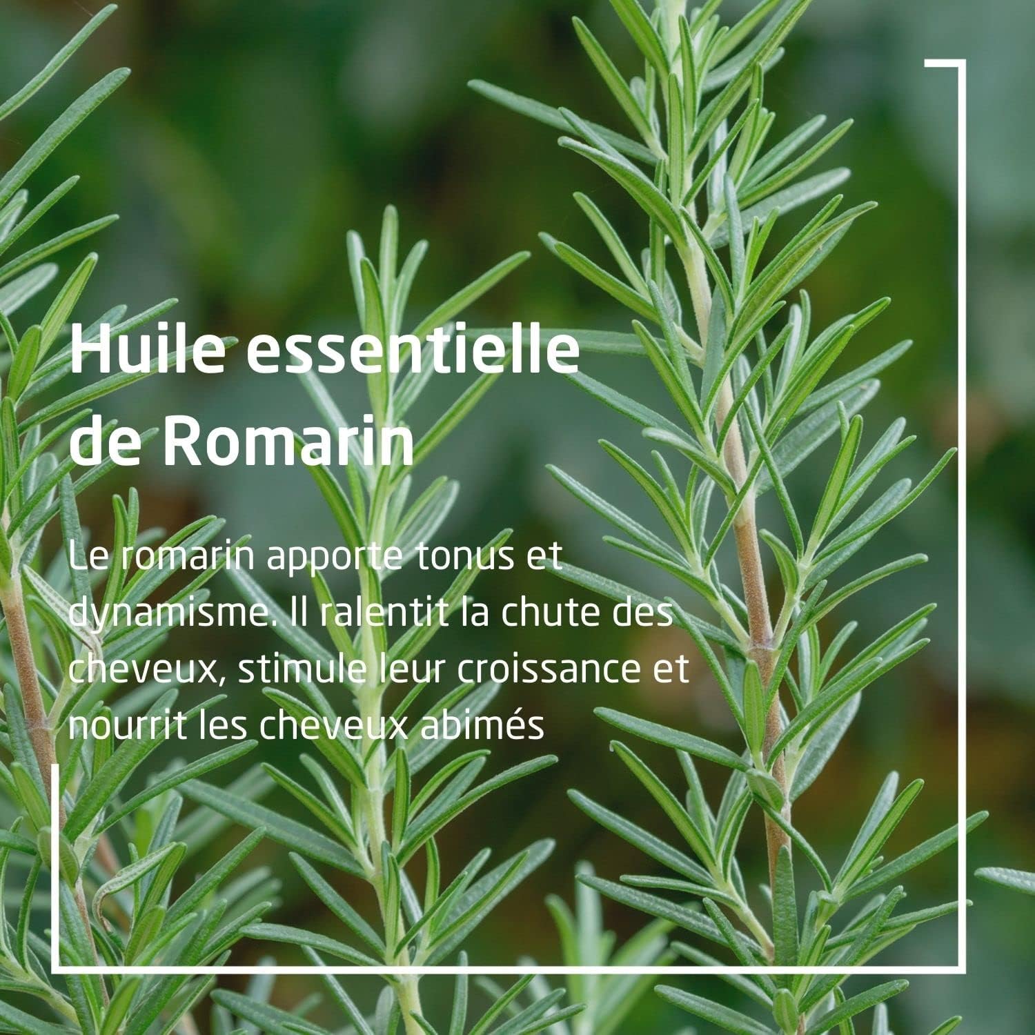 Thumbnail 3 de WELEDA Bain tonifiant Romarin 200 ml