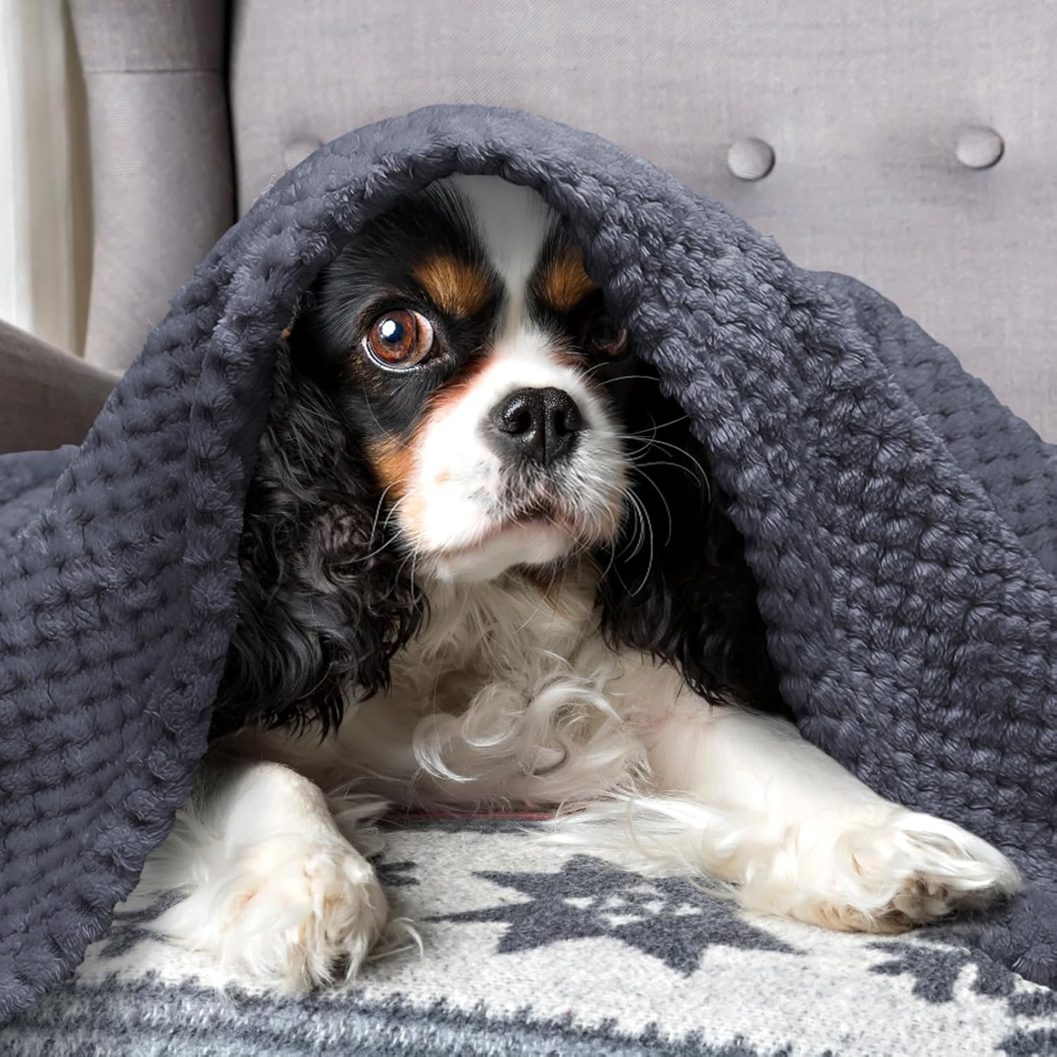 Thumbnail 6 de Nobleza Morbida coperta per cani 100x80