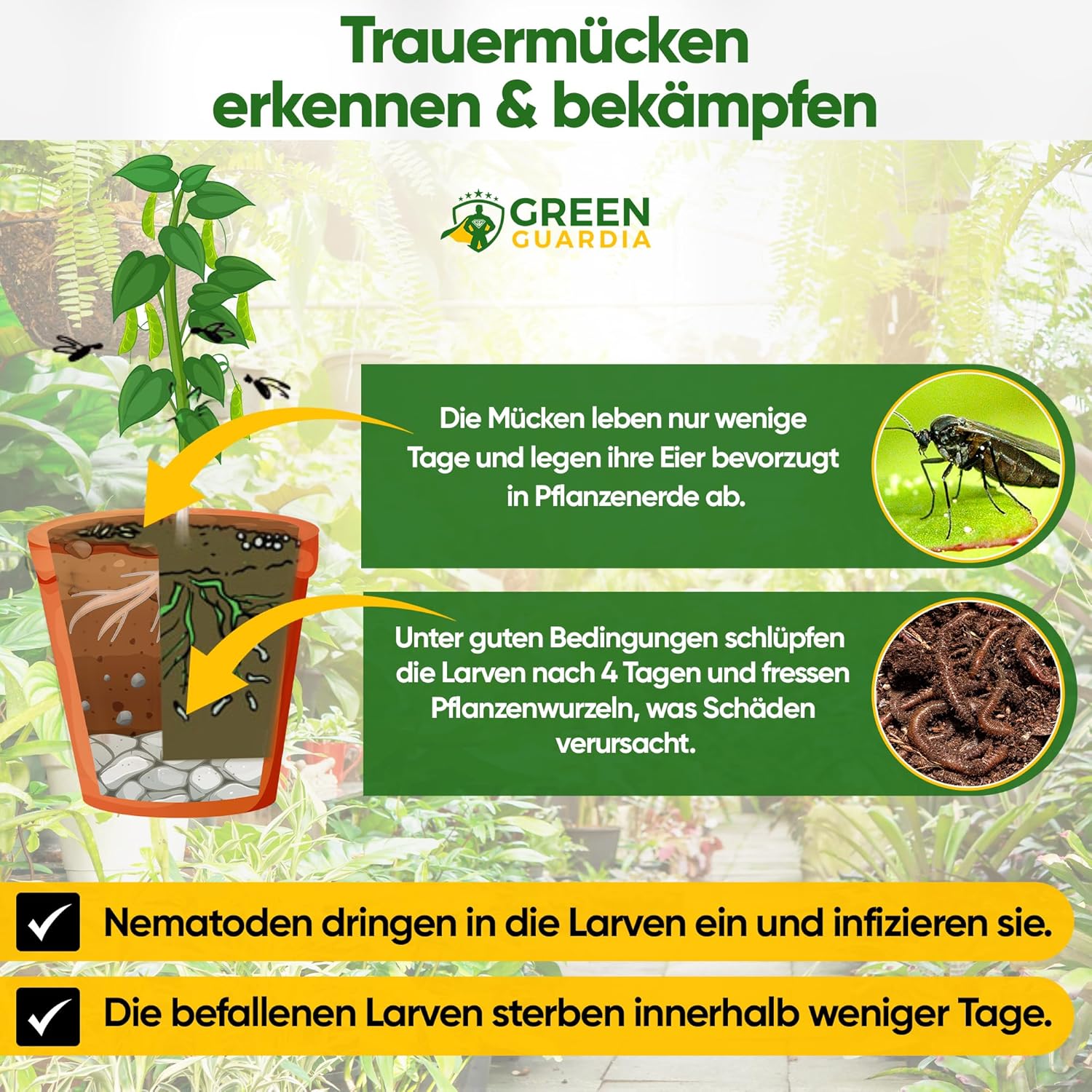 Thumbnail 5 de GREEN GUARDIA Power SF-Nematoden – 4 Mio. (40 Pflanzen/8m²) gegen Trauermücken