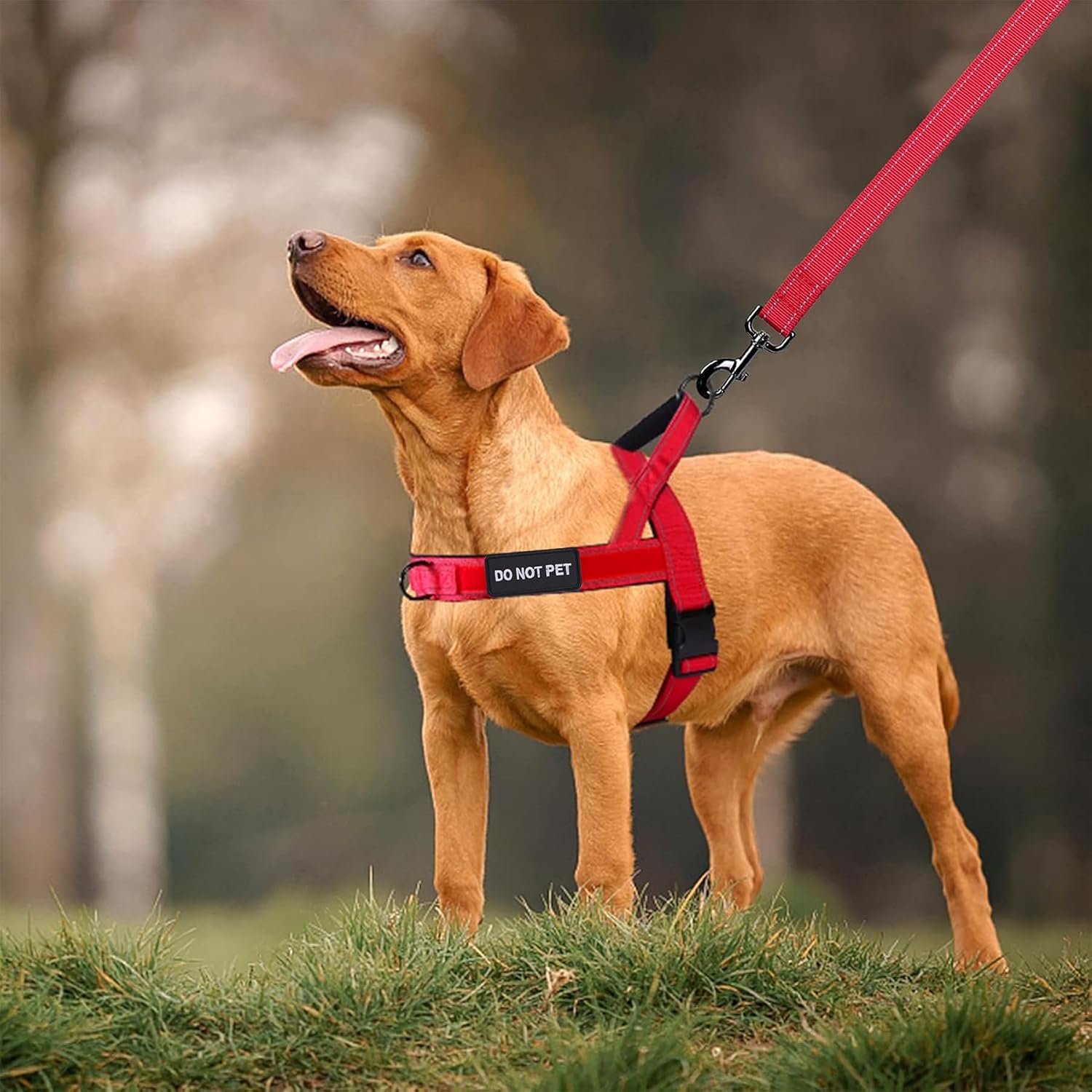 Thumbnail 6 de Annchwool No Pull Dog Harness with Soft Padded Handle (Red, M)
