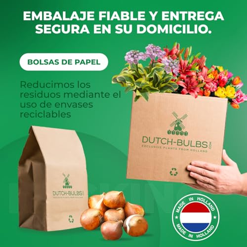 Thumbnail 5 de Tulipanes Riesen Darwin 25 bulbos