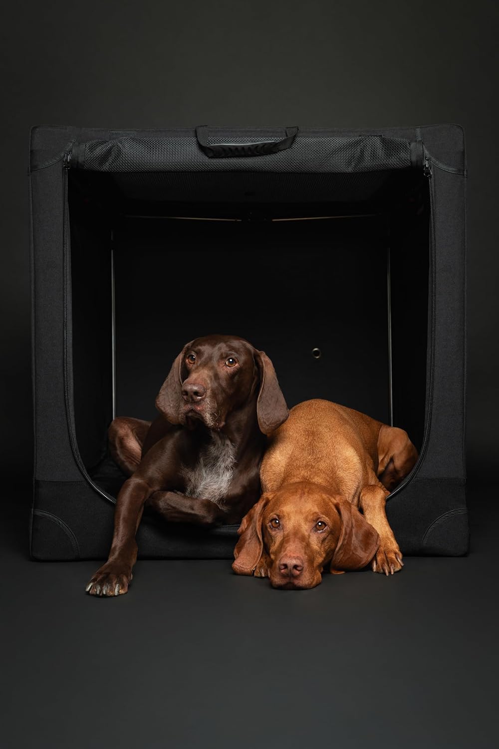 Thumbnail 2 de Noah & Paw 30-Inch Collapsible Dog Crate (Large) with 10mm Locking Zippers and Pet Mat