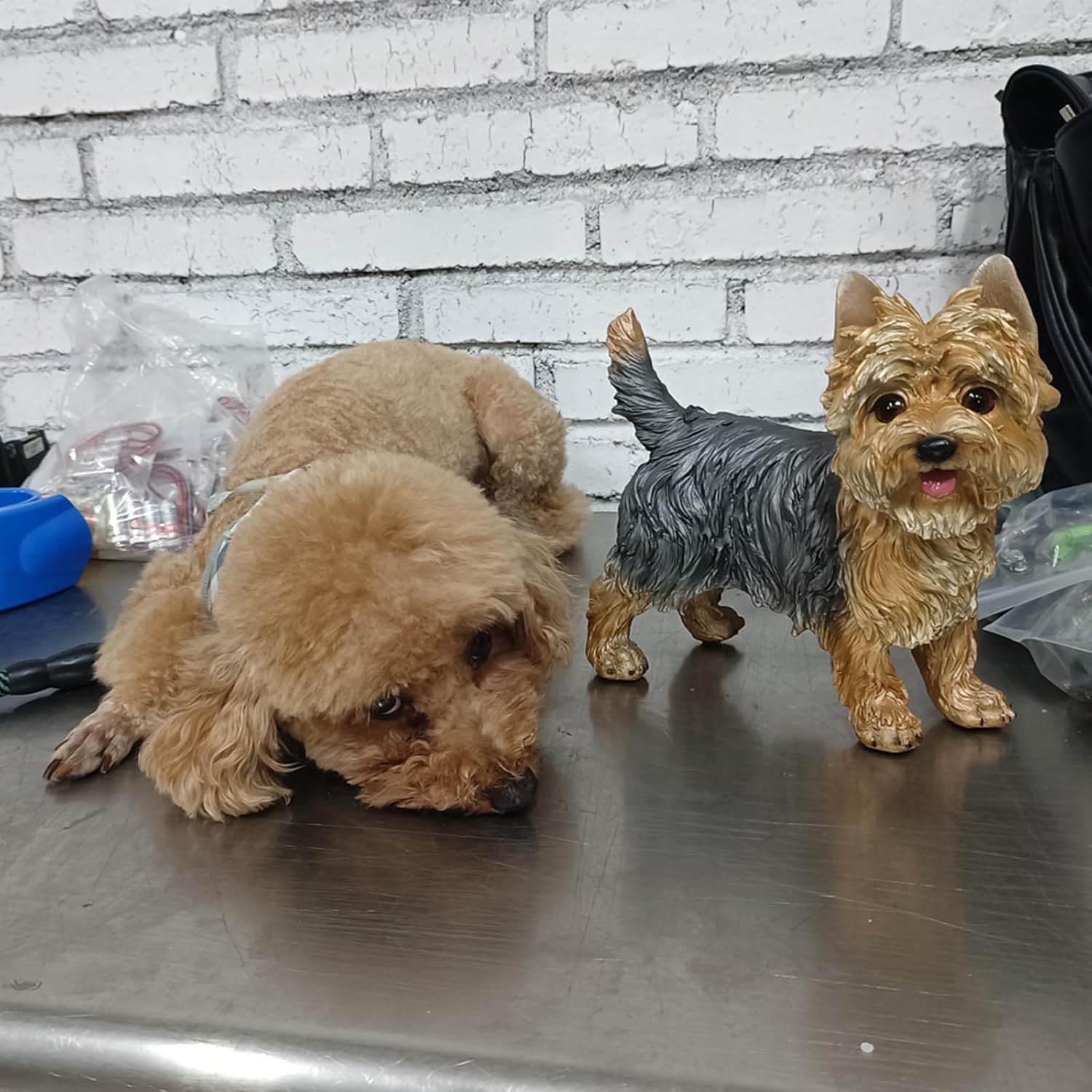 Thumbnail 5 de WANLIAN Yorkshire Terrier Statue 7.87"
