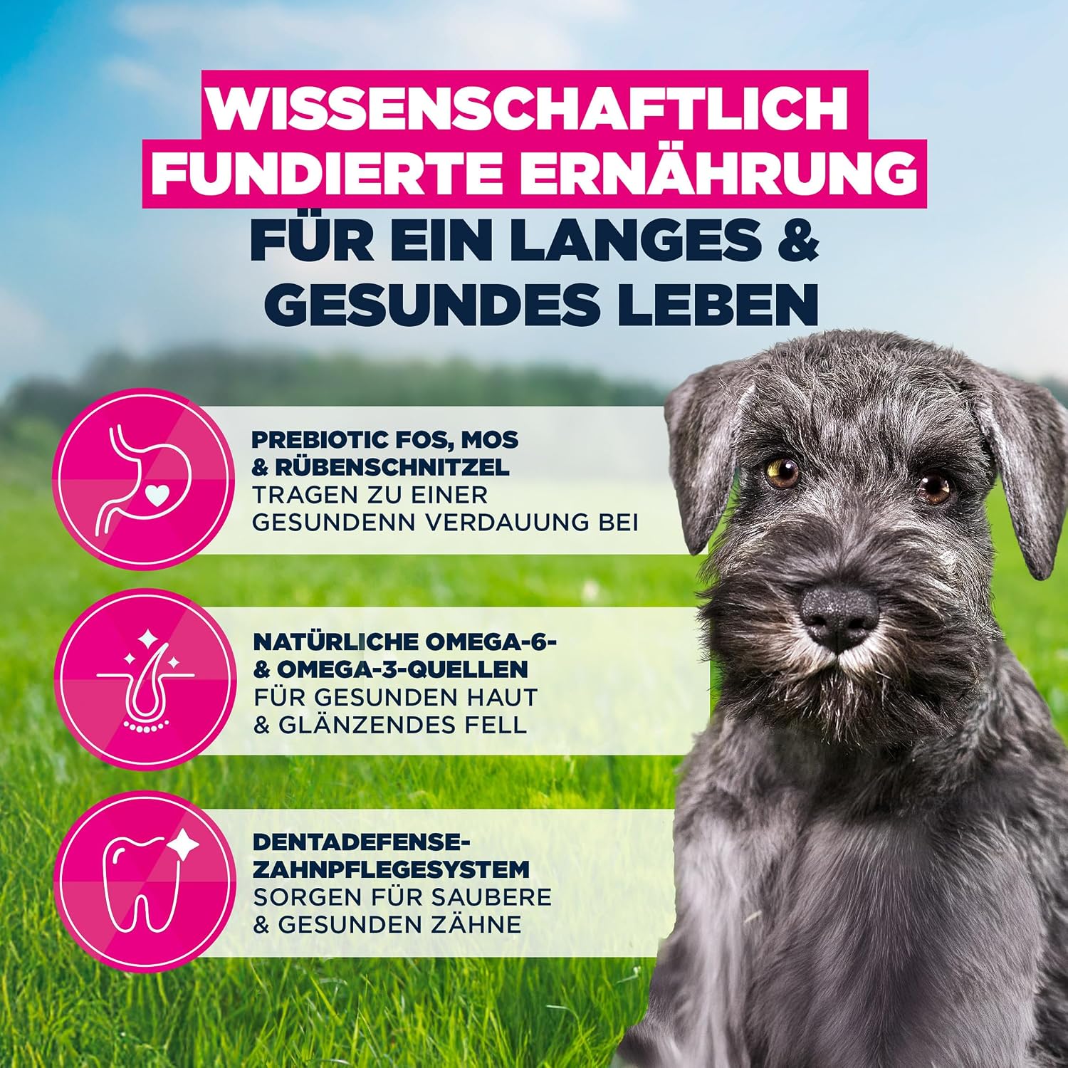 Detalle de Eukanuba Welpenfutter mit frischem Huhn für kleine Rassen (Junior) – Premium Trockenfutter, 3 kg