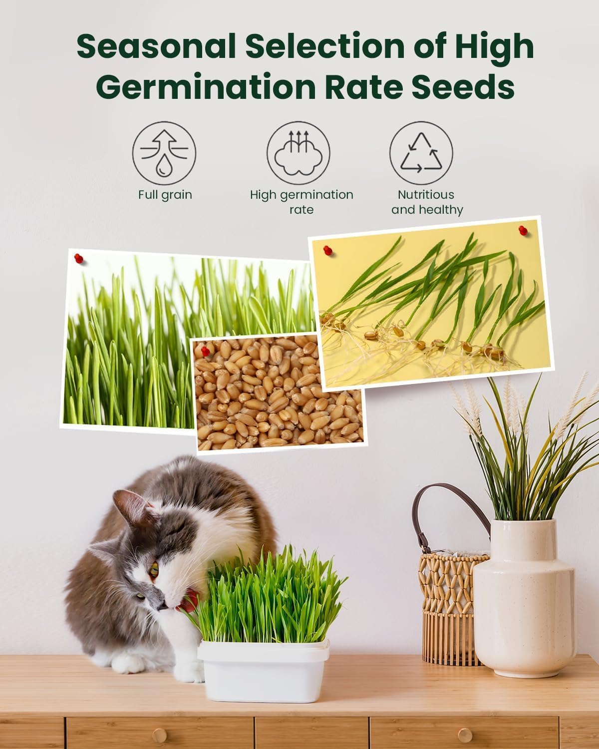 Detalle 1 de Cat Grass Growing Kit 3-Pack