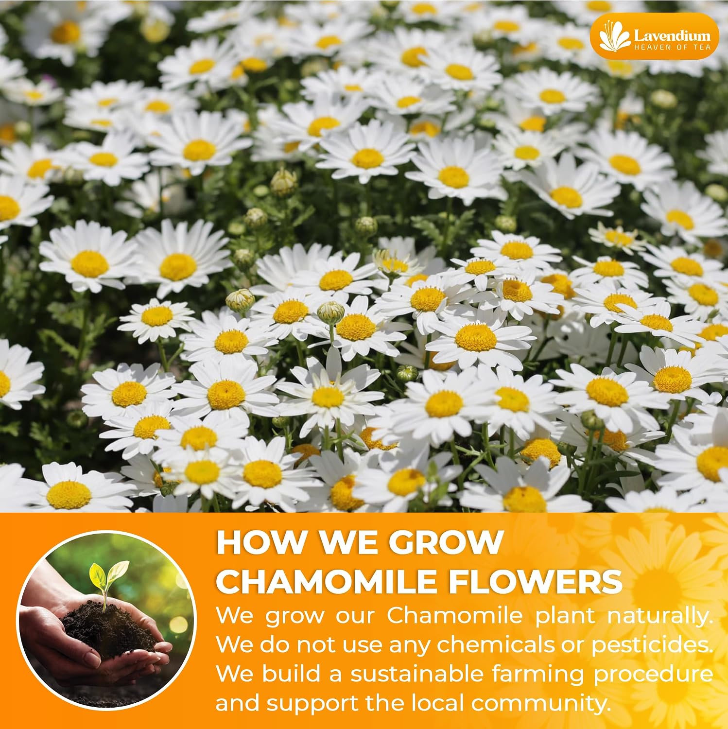 Detalle de Lavendium Dried Chamomile Flowers, 8 oz Whole Blossoms for Tea & Infusions