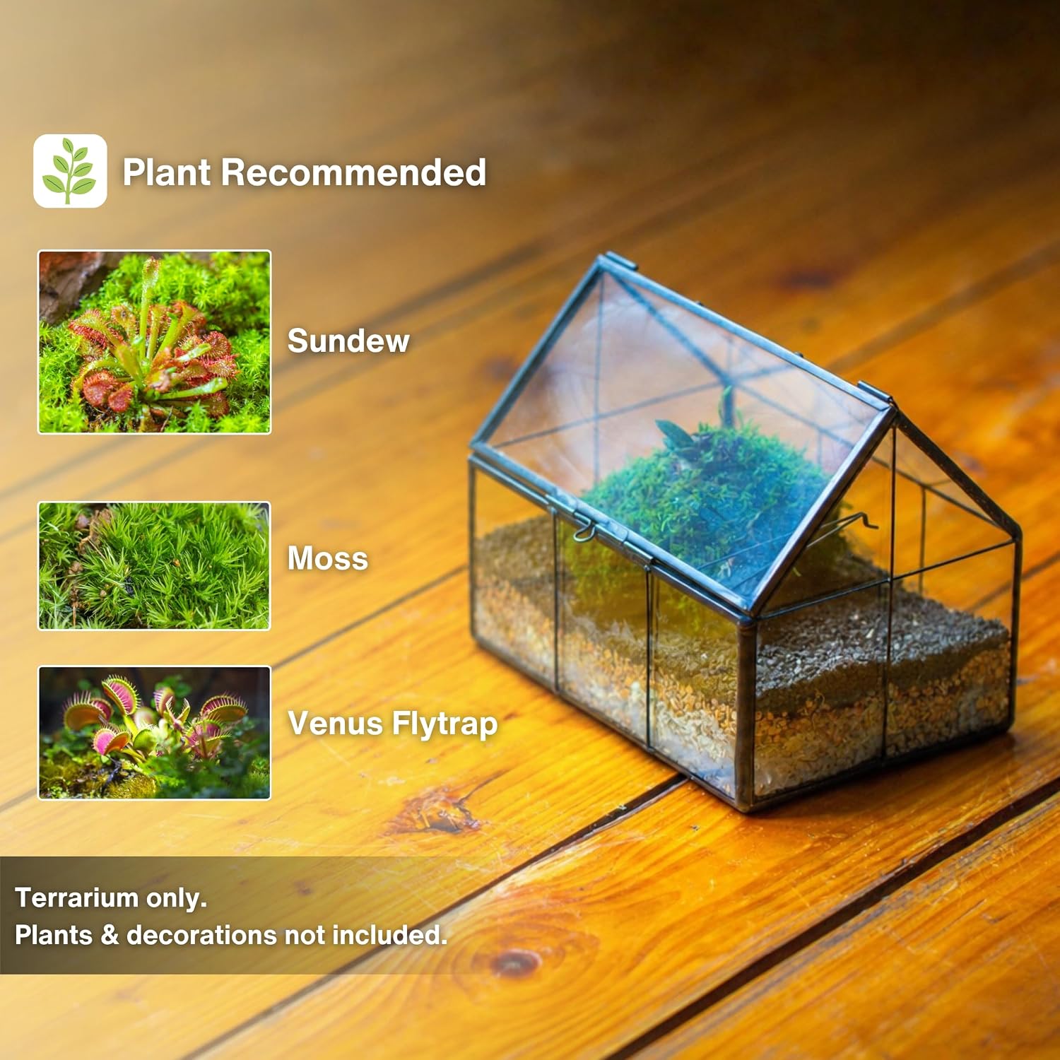 Detalle de NCYP PH01F2 Mini Glass Terrarium, Black House-Shaped Planter with Lid