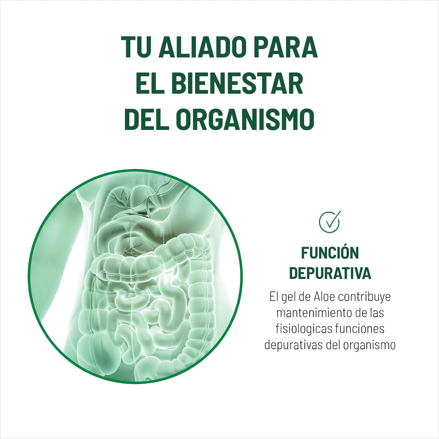 Detalle 2 de Equilibra Aloe Vera Extra 99.5% – Detox y Vegan 1L