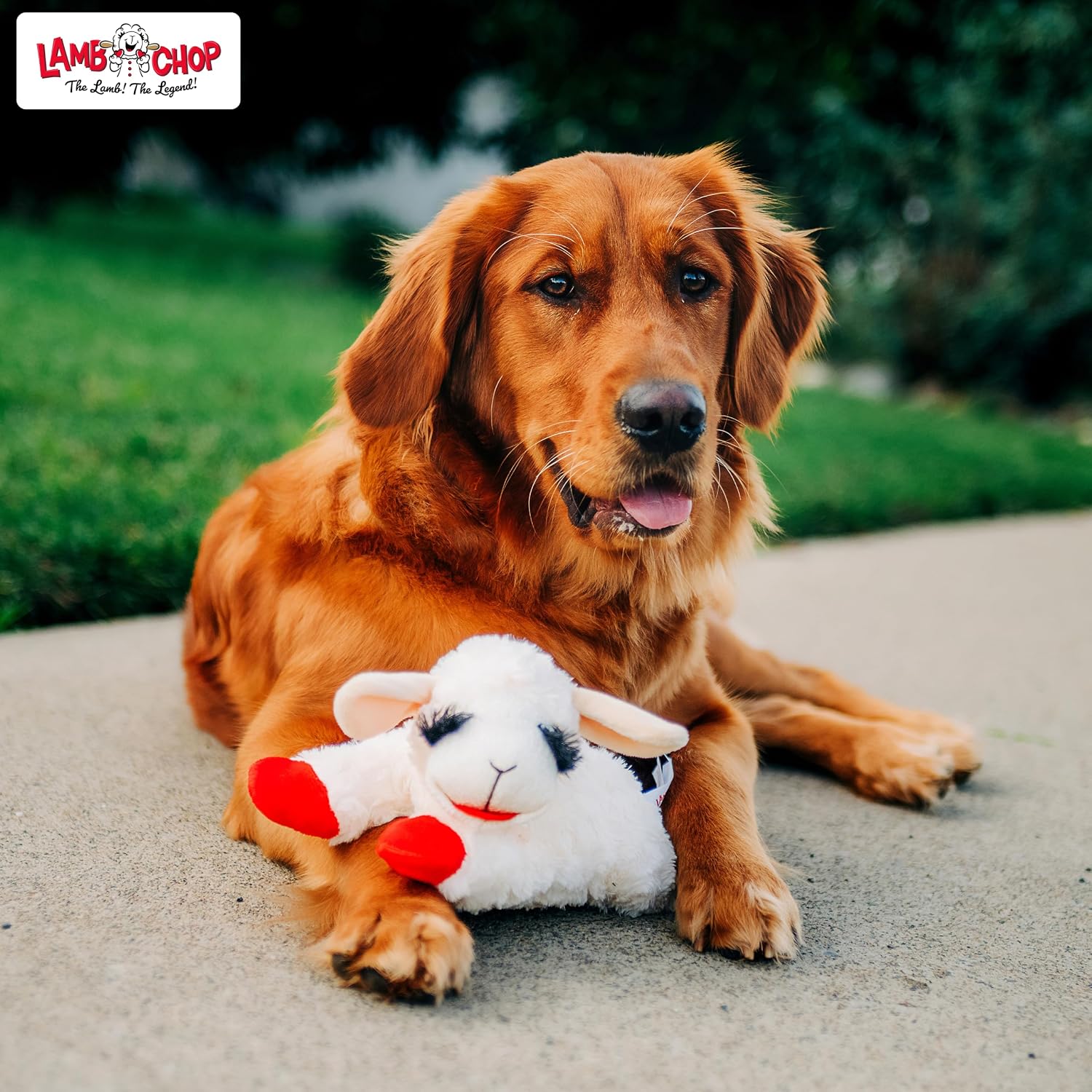 Thumbnail 6 de Multipet Lamb Chop Dog Plush Toy — 10” Cream Squeaky Plush for Small & Medium Dogs