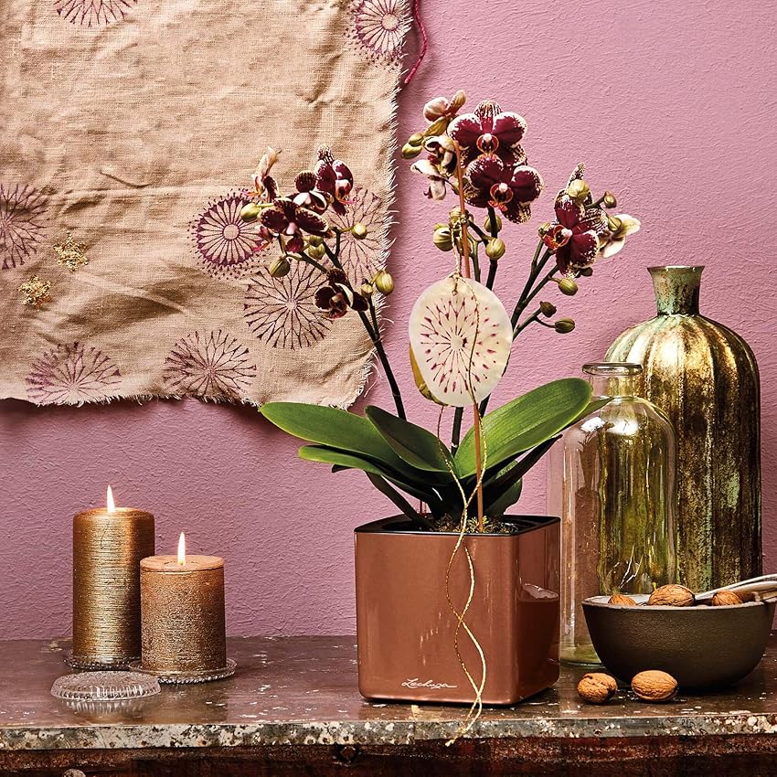 Thumbnail 2 de LECHUZA CUBE Glossy 14 cubo con riego