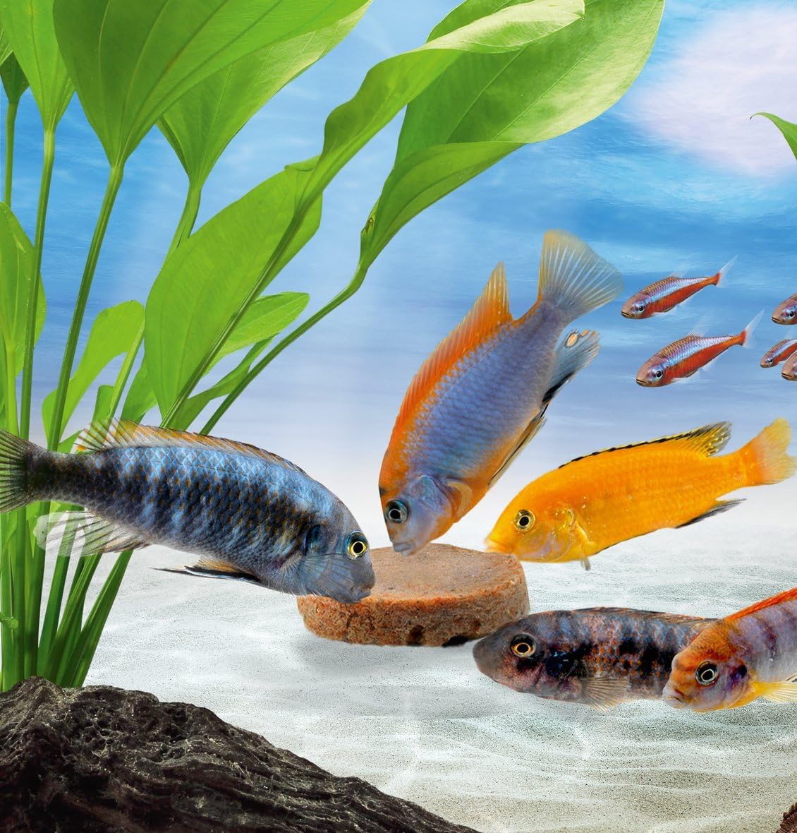 Thumbnail 1 de Tetra Goldfish Holiday Goldfish-Futter, 2 x 12 g – Für Kaltwasserfische mit Vitaminen und Mineralien