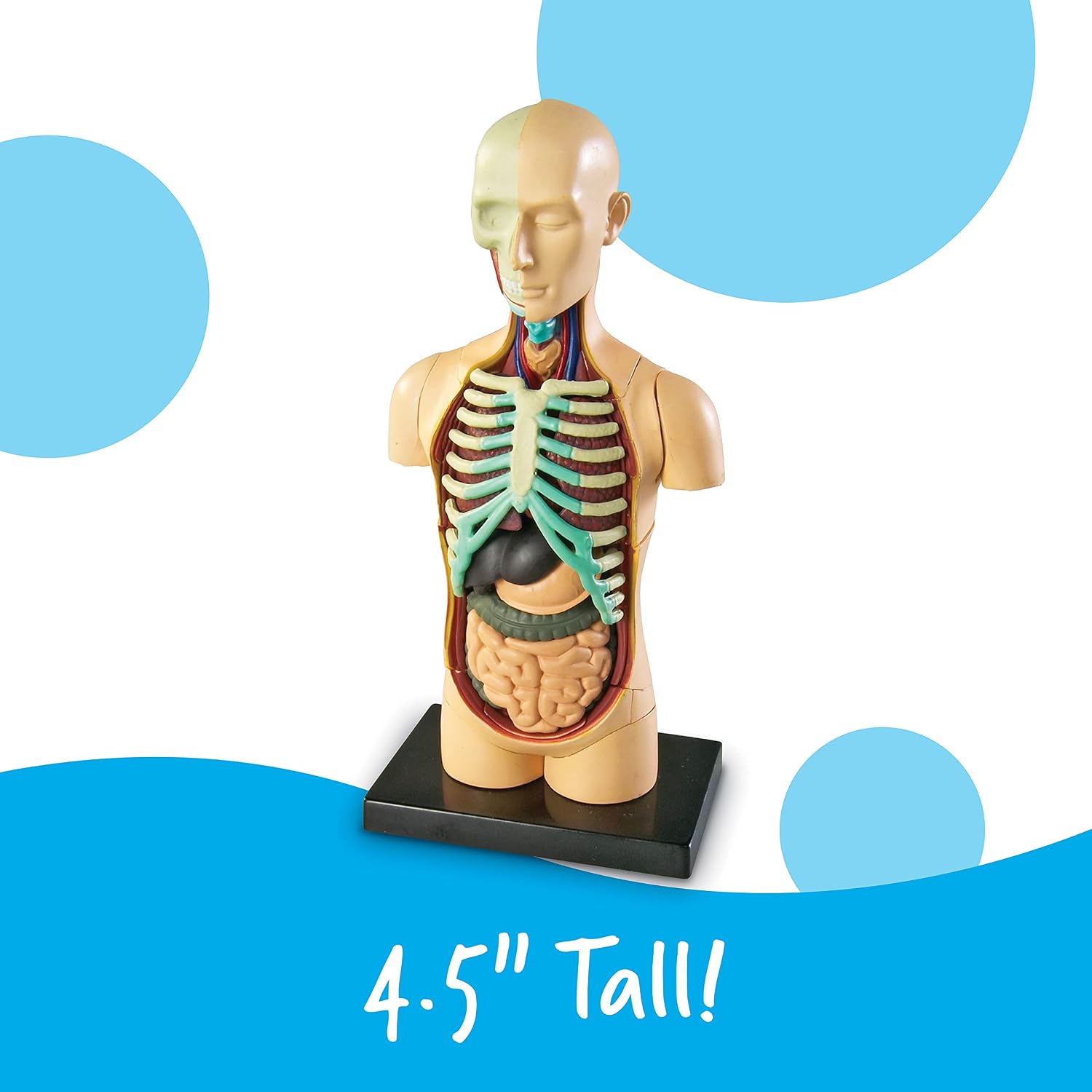 Thumbnail 5 de Learning Resources Modelo Anatómico Cuerpo Humano 🧠 31 Pzs, Infantil