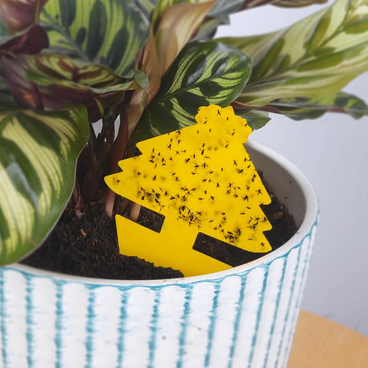 Detalle 2 de Blooven Yellow Fruit Fly Traps, 60 Double-Sided Sticky Catchers