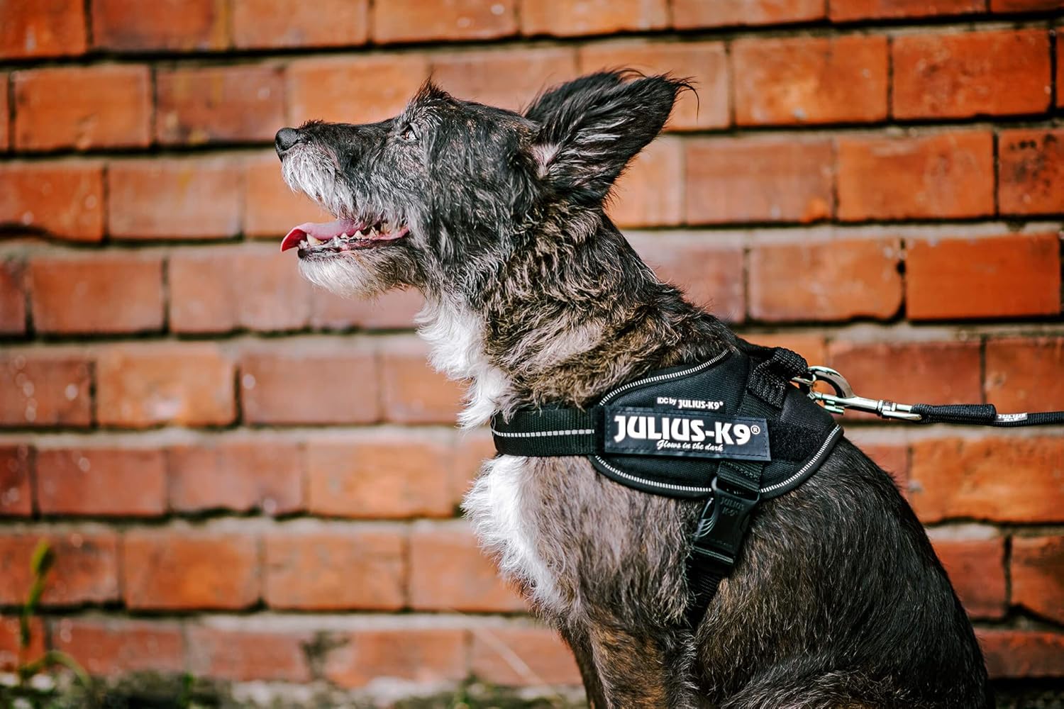 Thumbnail 4 de Julius-K9 IDC Powerharness Blue (S/Mini) for 7–15 kg dogs