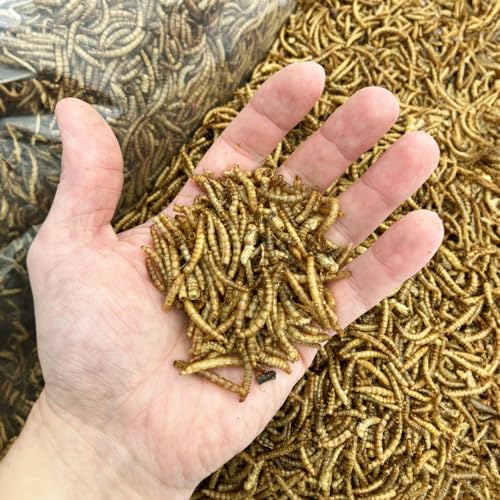 Detalle de UKGROW 10L Premium value Dried Mealworms for birds (10L) by Invigortex