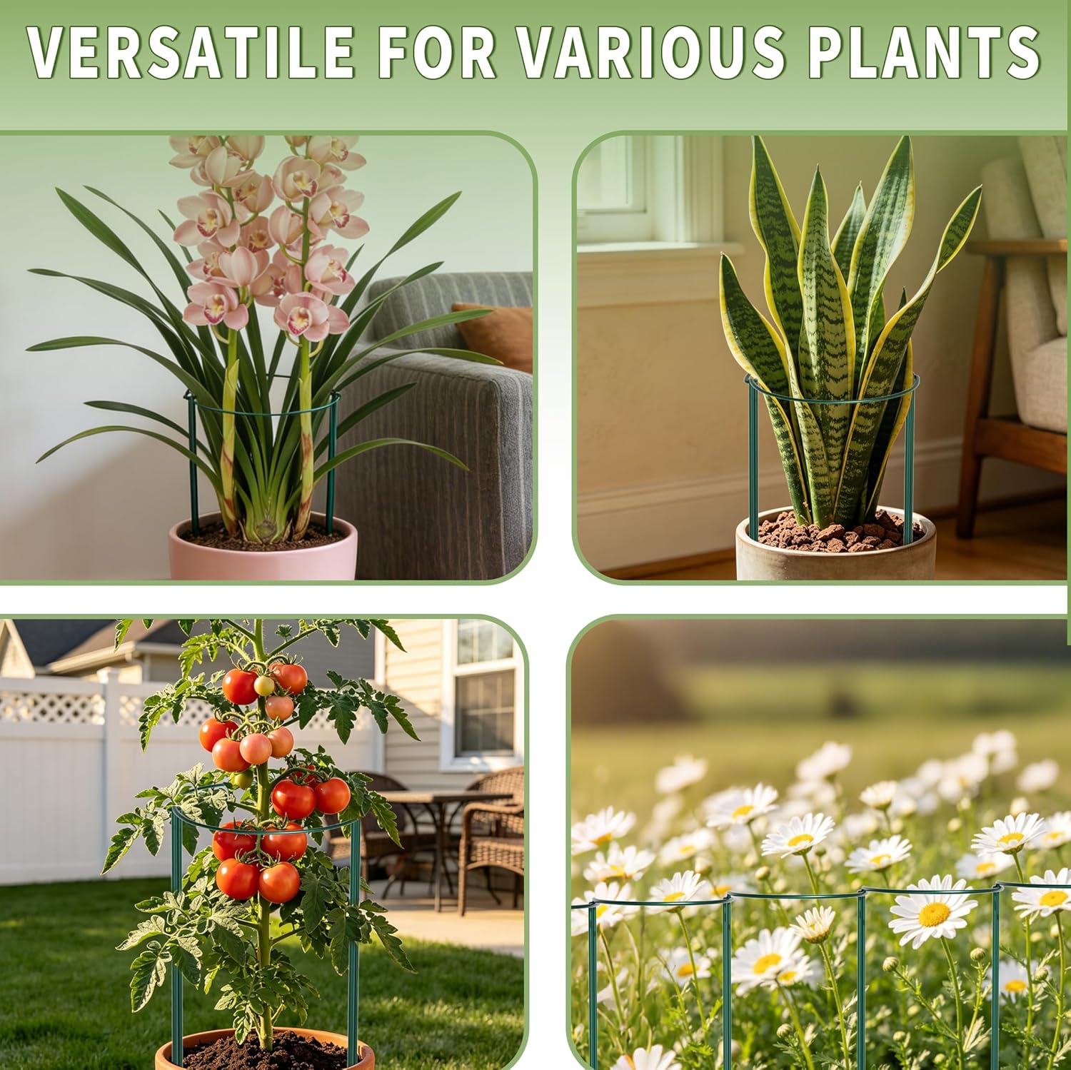 Detalle 2 de 10Pcs Thicken 4MM Metal Garden Supports (25cm Ø x 60cm H) – Extra Thick Plant Cages for Tomatoes & Peonies