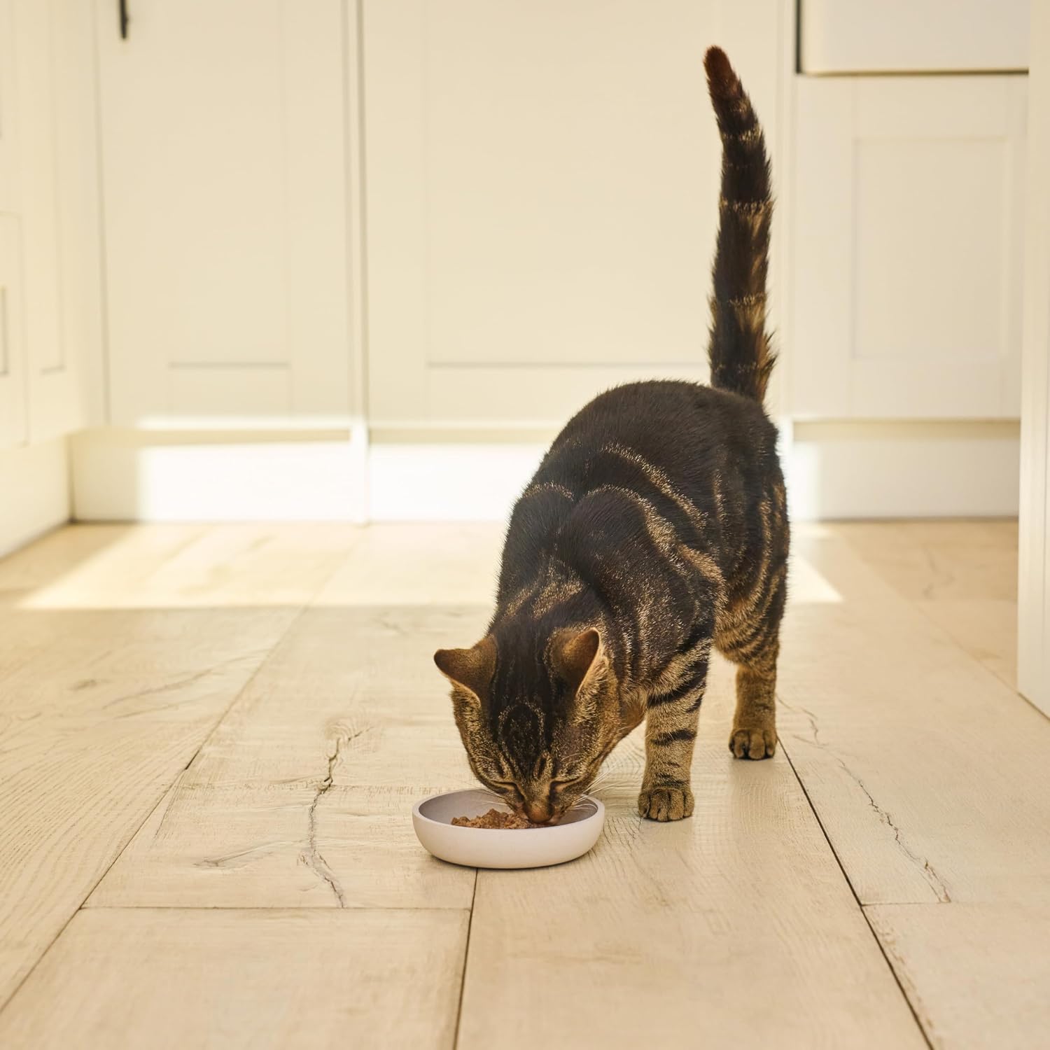 Detalle de Lily’s Kitchen Barquette Pâtée Bio pour Chats Adultes – Dinde, 19x85 g