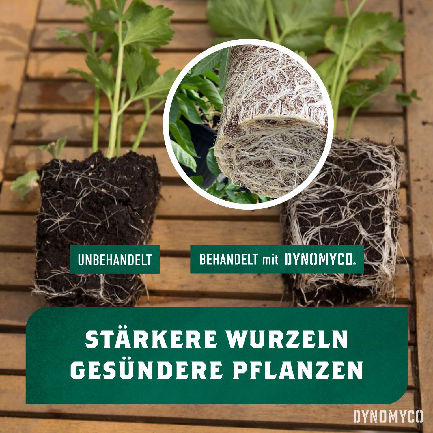 Detalle de DYNOMYCO Mykorrhiza-Impfmittel – Hochleistungsstämme, konzentrierte Formel, verbessert Nährstoffaufnahme