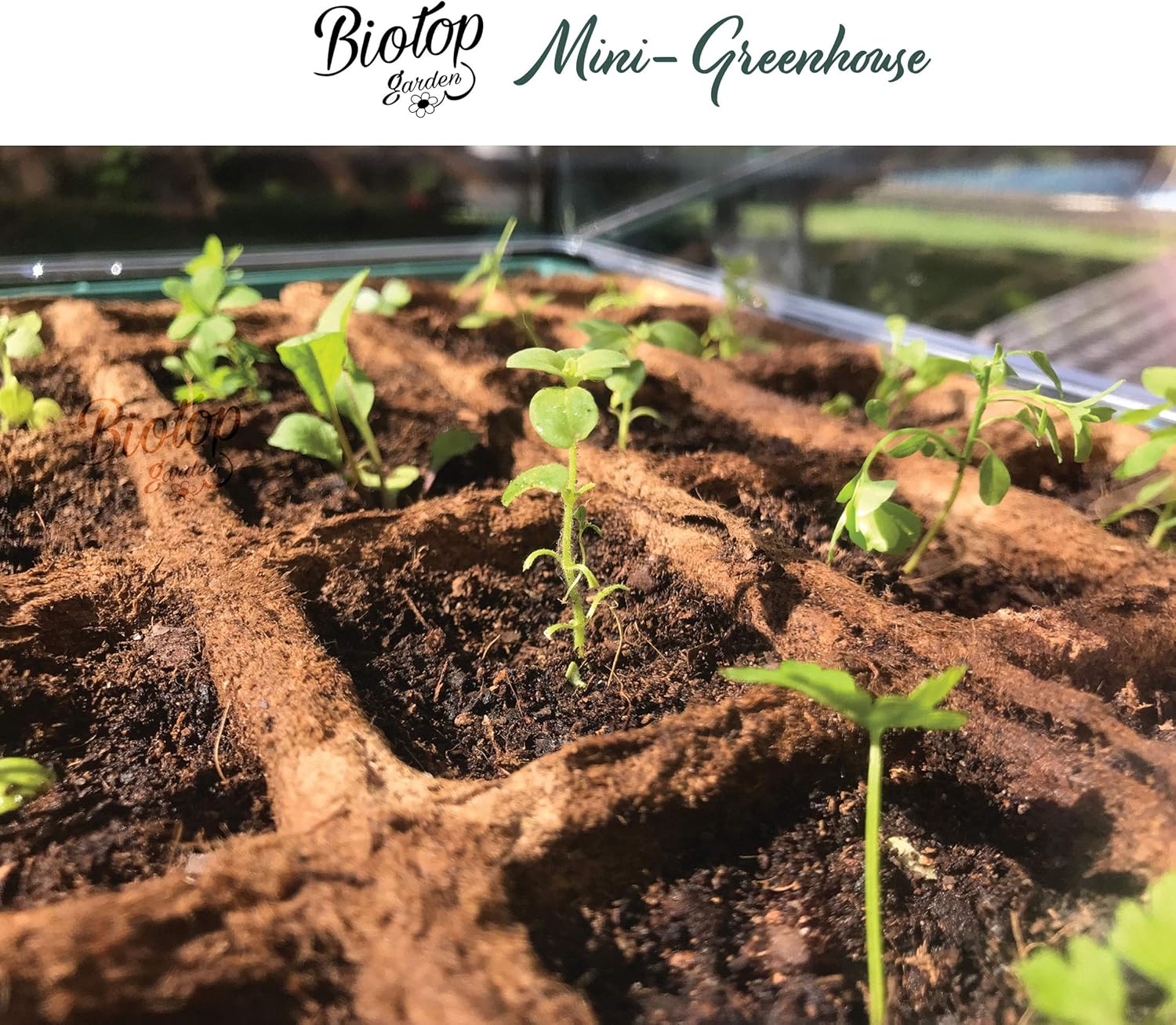 Thumbnail 4 de Boîte à germer Biotop B2015B vert 38 cm