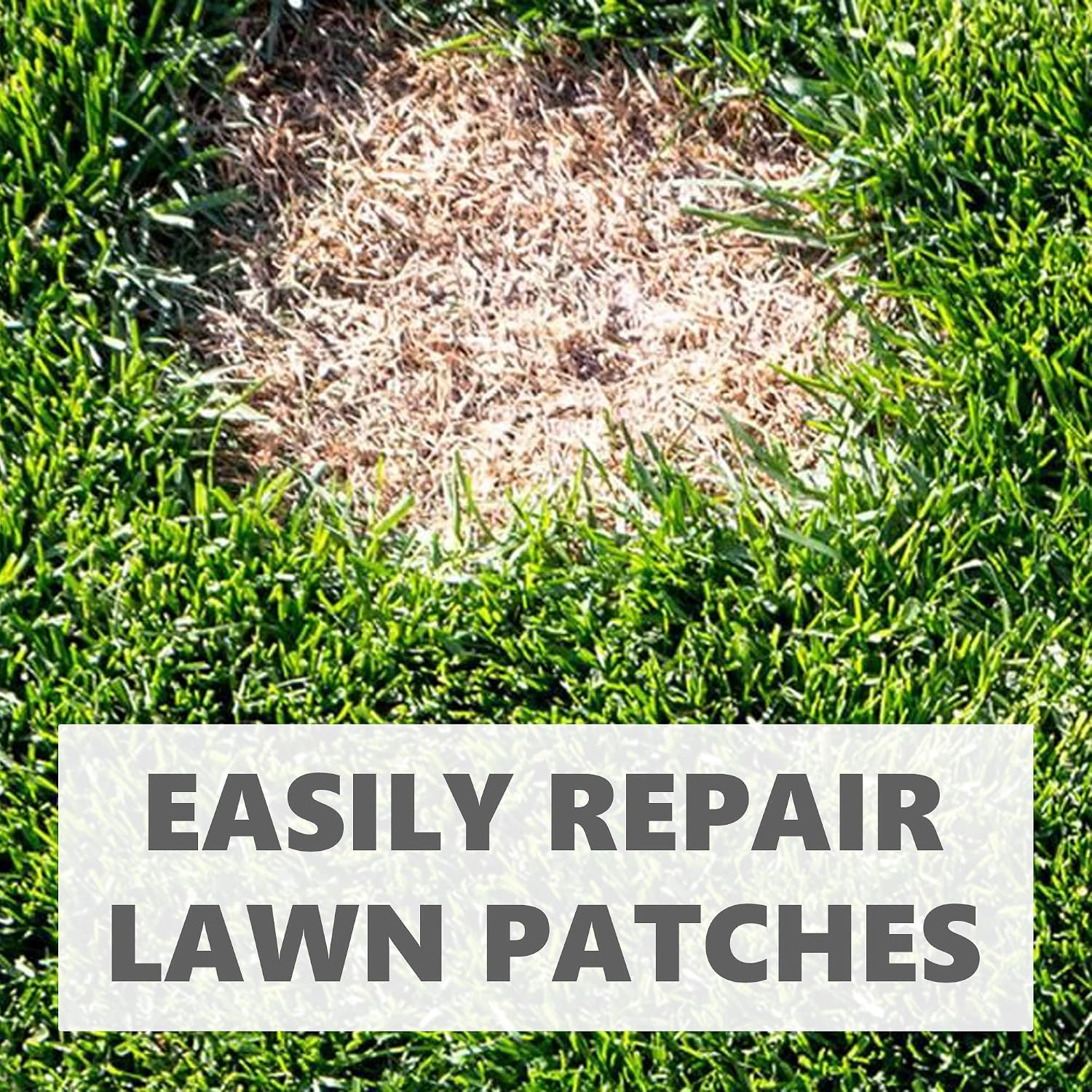 Thumbnail 3 de Grow Pure Grass Seed (1kg) — Quick Patch and New Lawn Solution, UK Climate
