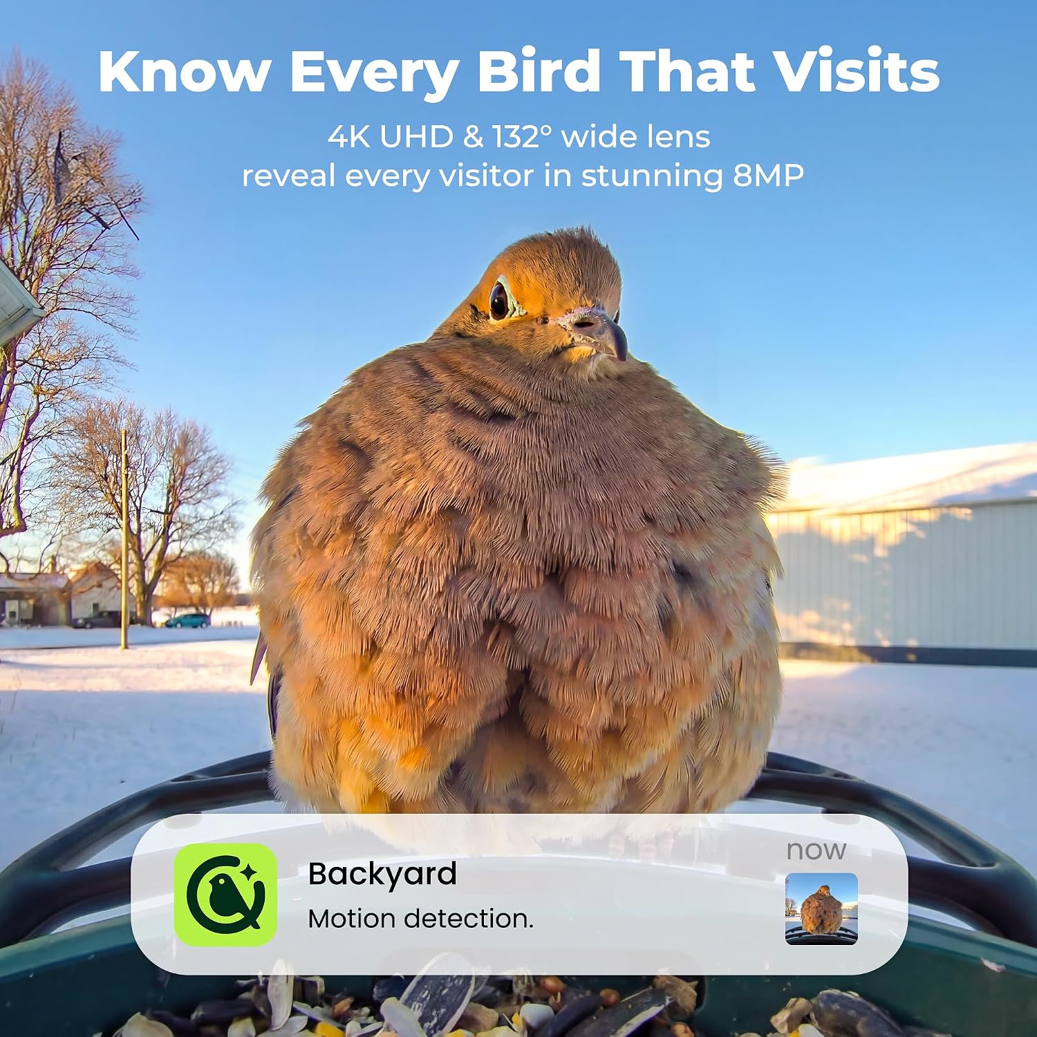 Detalle 2 de Kiwibit Solar Smart Bird Feeder with Camera, 4K HDR Video and AI Bird ID