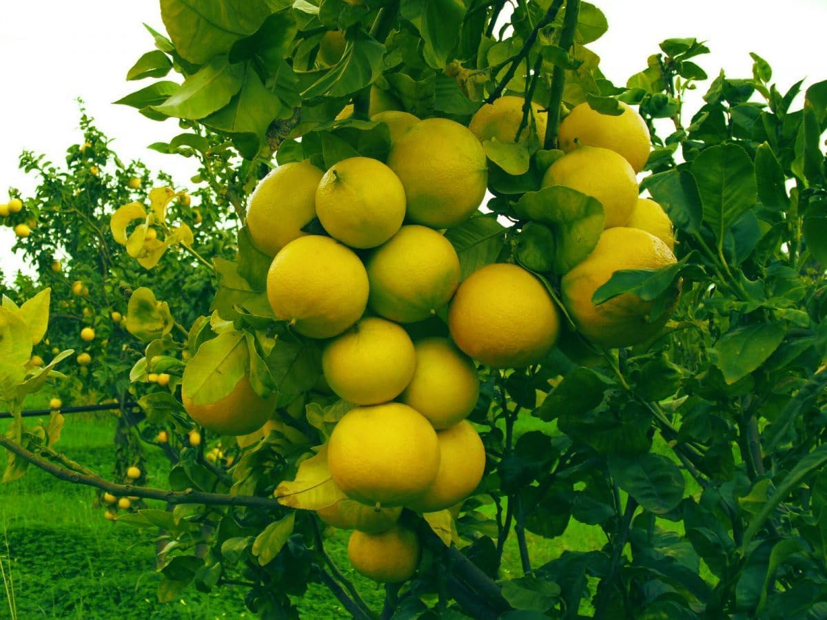 Thumbnail 4 de Succo di Bergamotto 1L Puro 100% Box Giù in Calabria