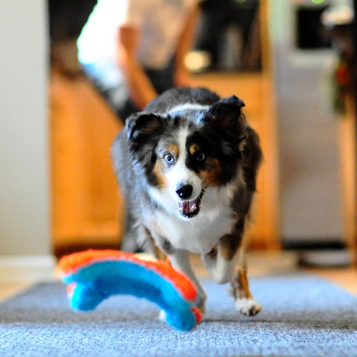 Thumbnail 6 de Chuckit Indoor Squirrel jouet pour chien