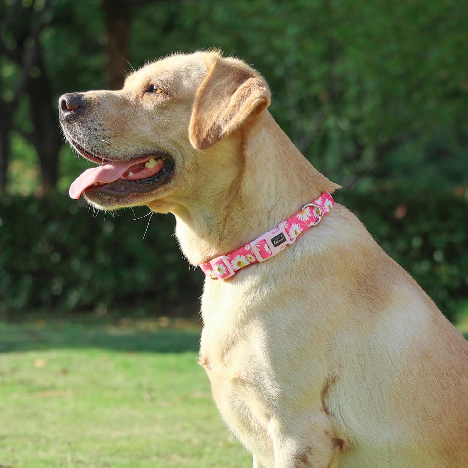 Thumbnail 1 de Olahibi Dog Collar, Size M